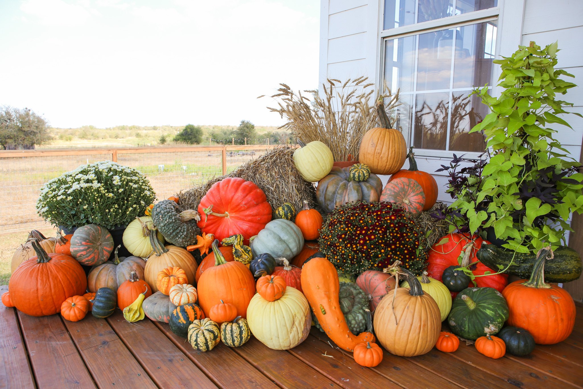 Our pumpkin selection