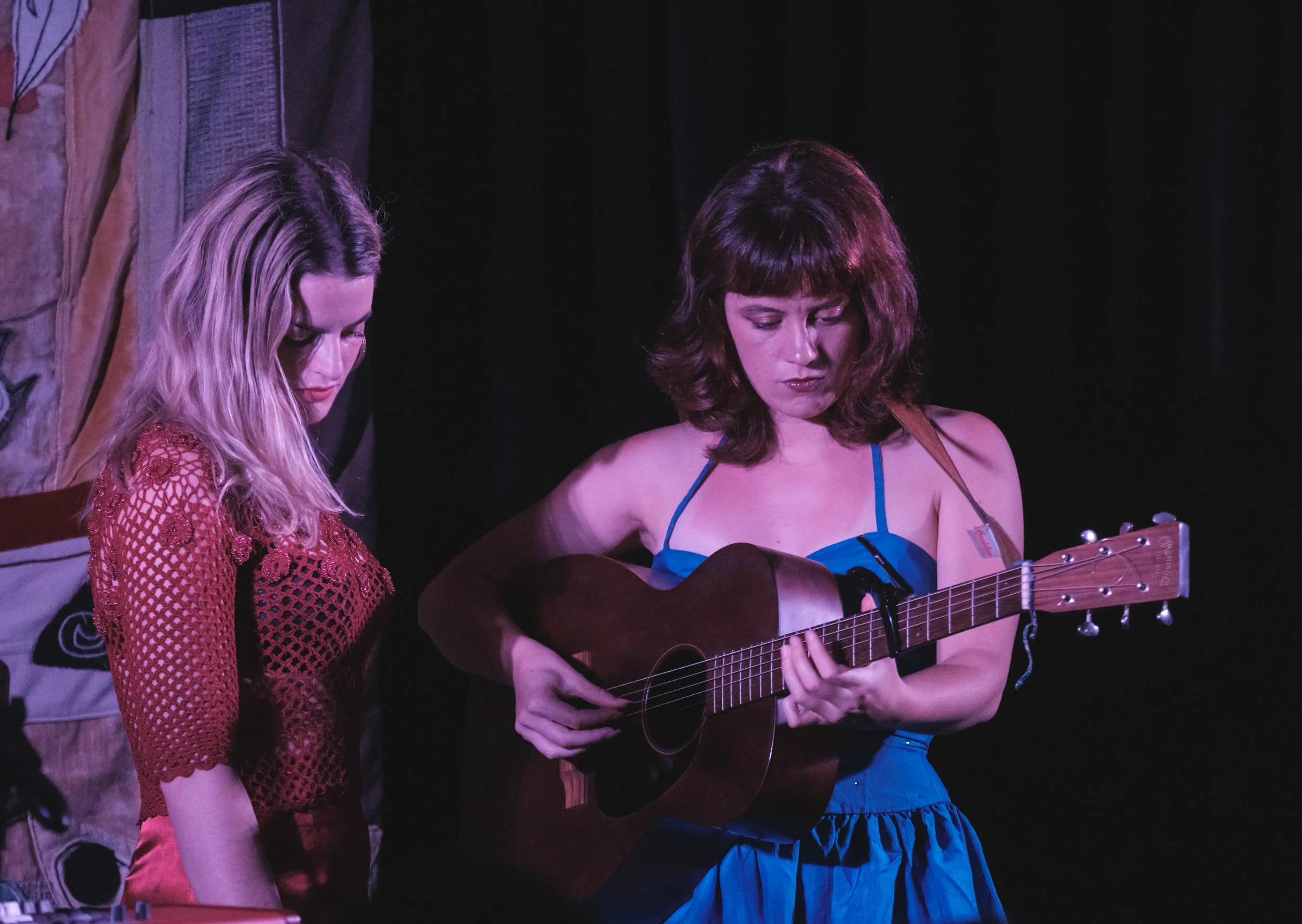 Live Photos - Charm of Finches - Napier - 30th January 2025