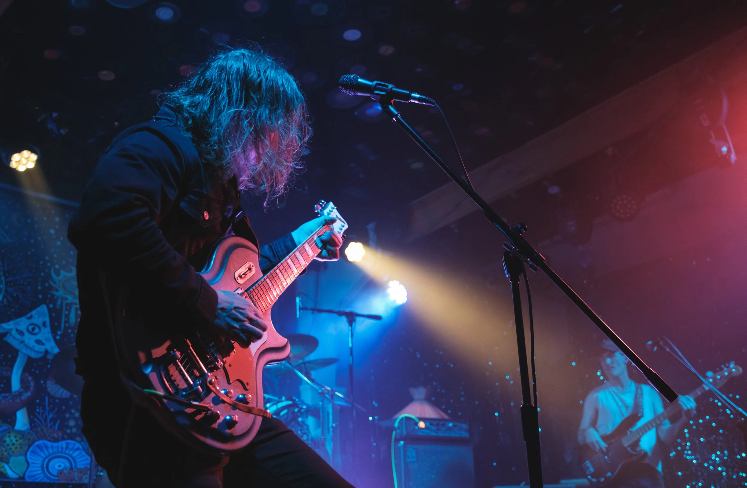 Live Photos - Sea Mouse - Napier - 29th November 2024