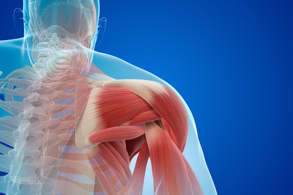A detailed medical illustration of the shoulder muscles and bones, showing the shoulder joint, muscles, tendons, and part of the upper spine against a blue background.