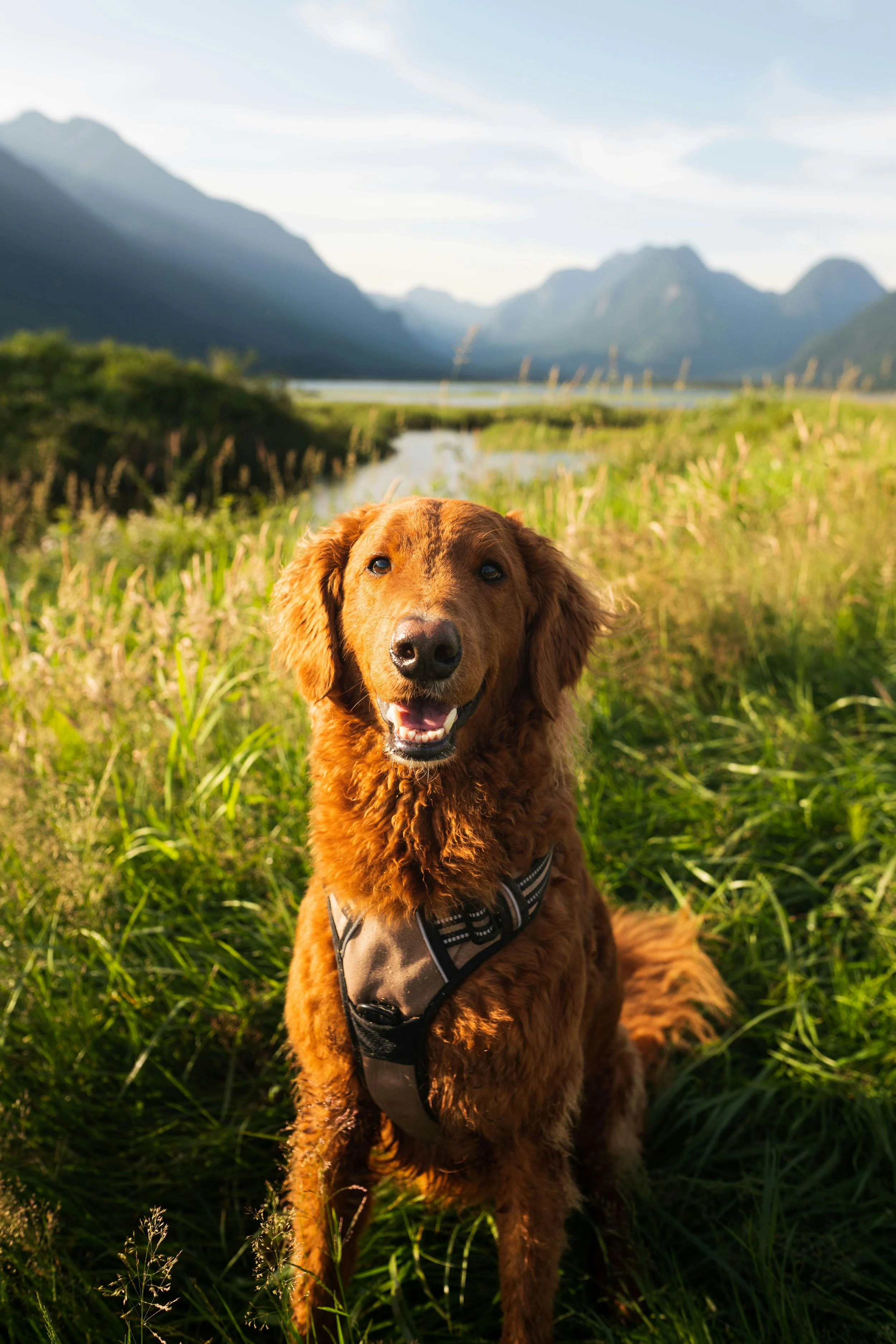 Golden retriever dog sitting in tall green grass with mountains and river in the background.