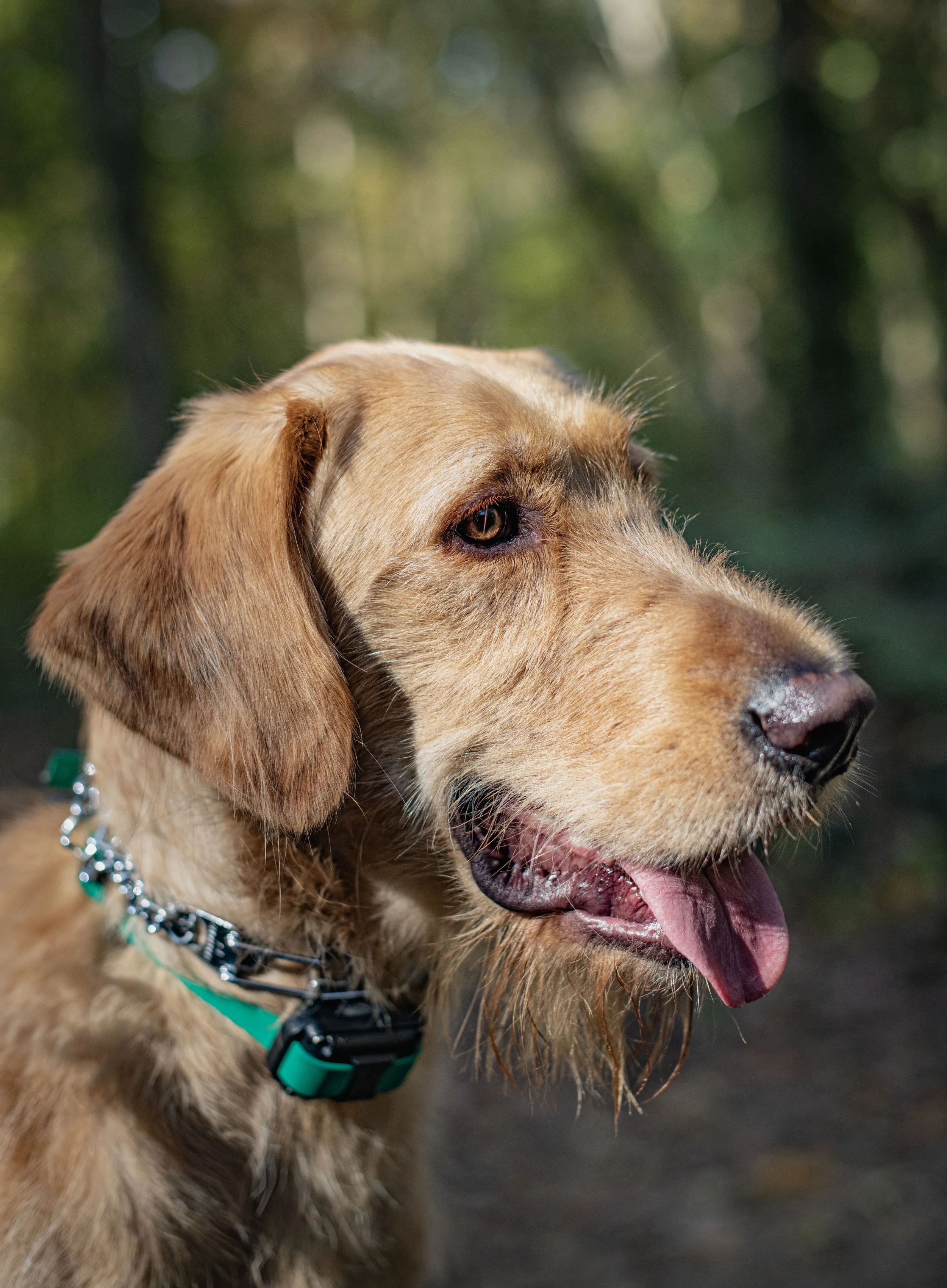 Close-up of a brown dog with floppy ears and a shiny black nose, sitting outdoors with a blurred green forest background, wearing a black collar with a teal tag.