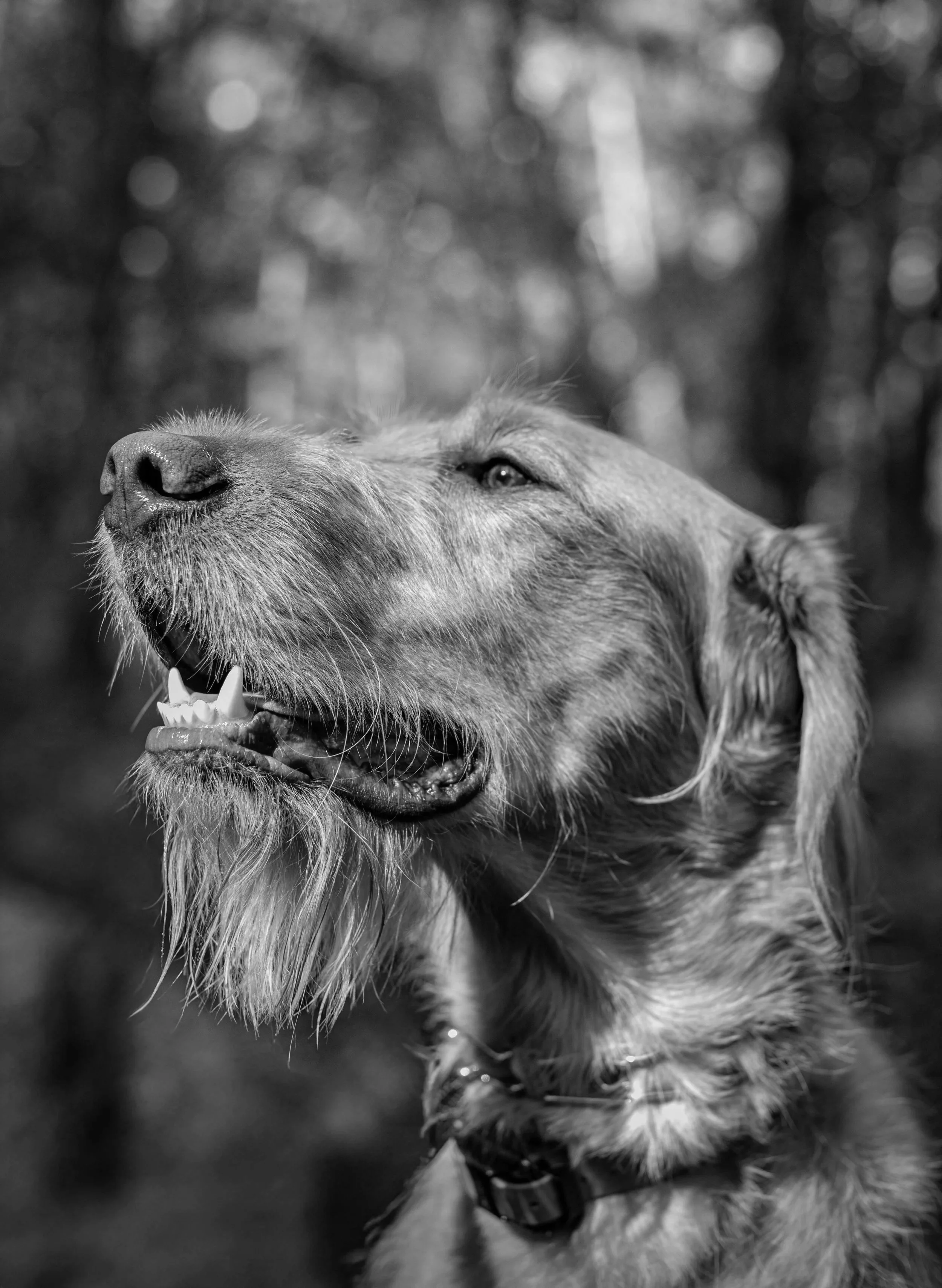 Close-up black and white photo of an old dog, possibly a retriever, with eyes closed and mouth slightly open, in a natural outdoor setting with blurred trees in the background.