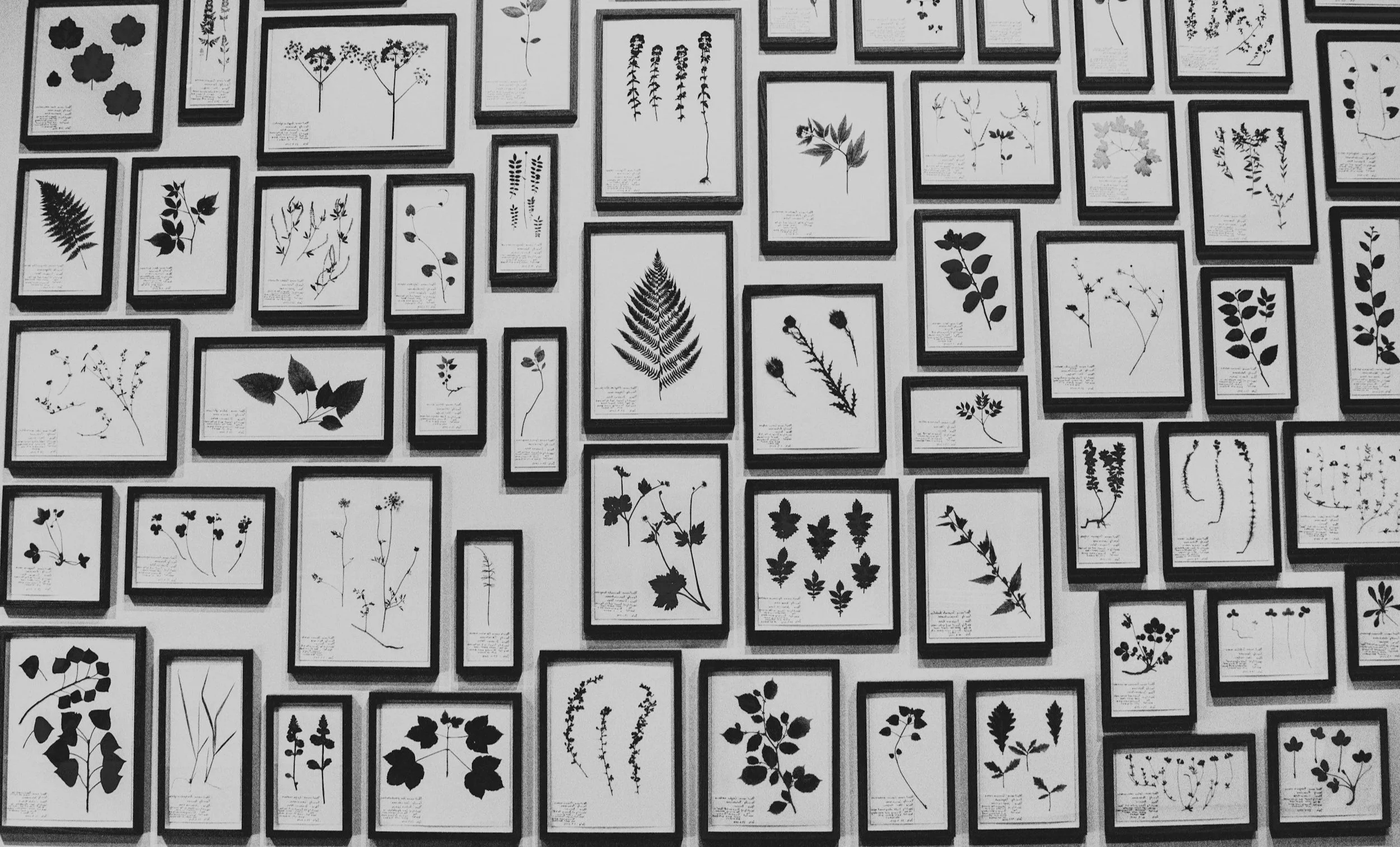 A black-and-white photograph of multiple framed botanical illustrations of various plant leaves and flowers displayed on a wall.