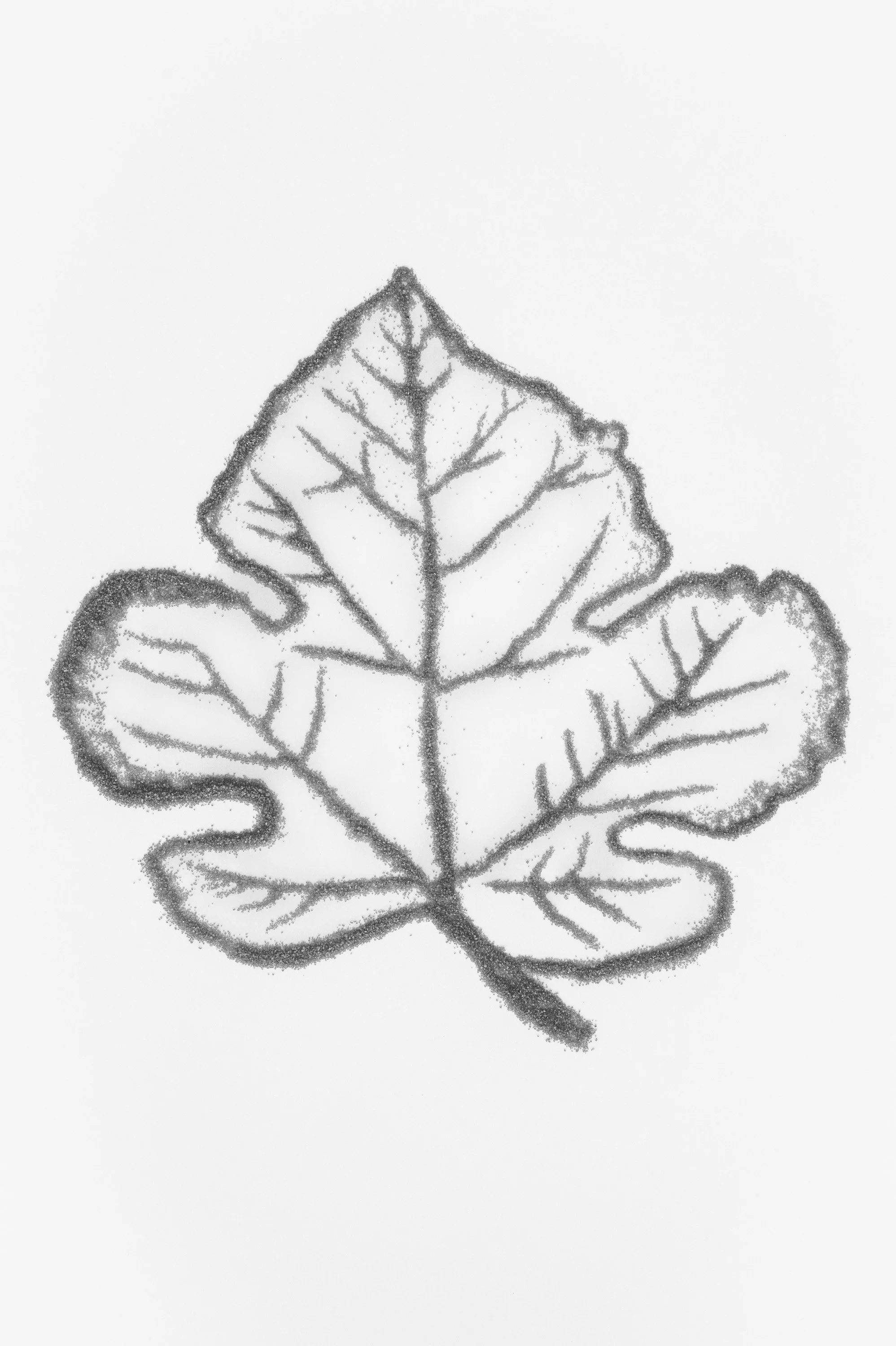 Black and white sketch of an oak leaf with detailed veins.