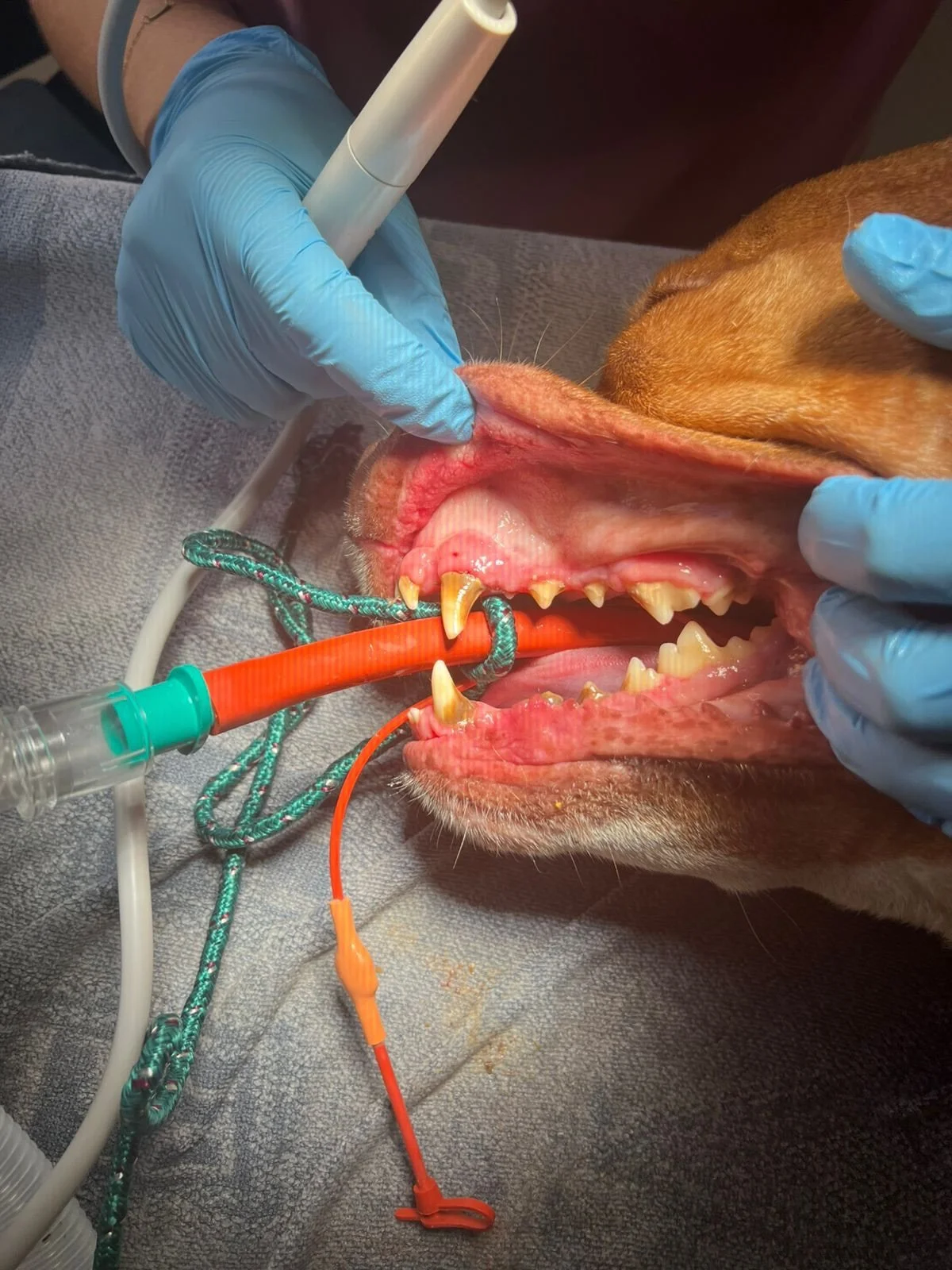 AVANT/APR&Egrave;S d&eacute;tartrage
L&rsquo;hygi&egrave;ne buccale de votre animal est essentielle &agrave; son bien &ecirc;tre 😌🙌
Contacter nous pour plus d&rsquo;informations 🫶