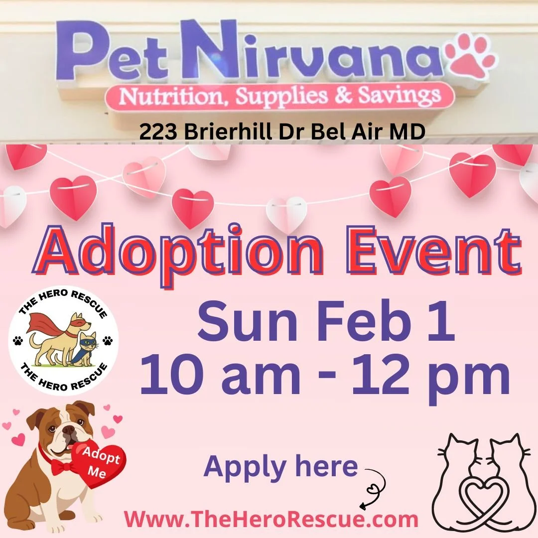 The Hero Rescue || Adoption Event