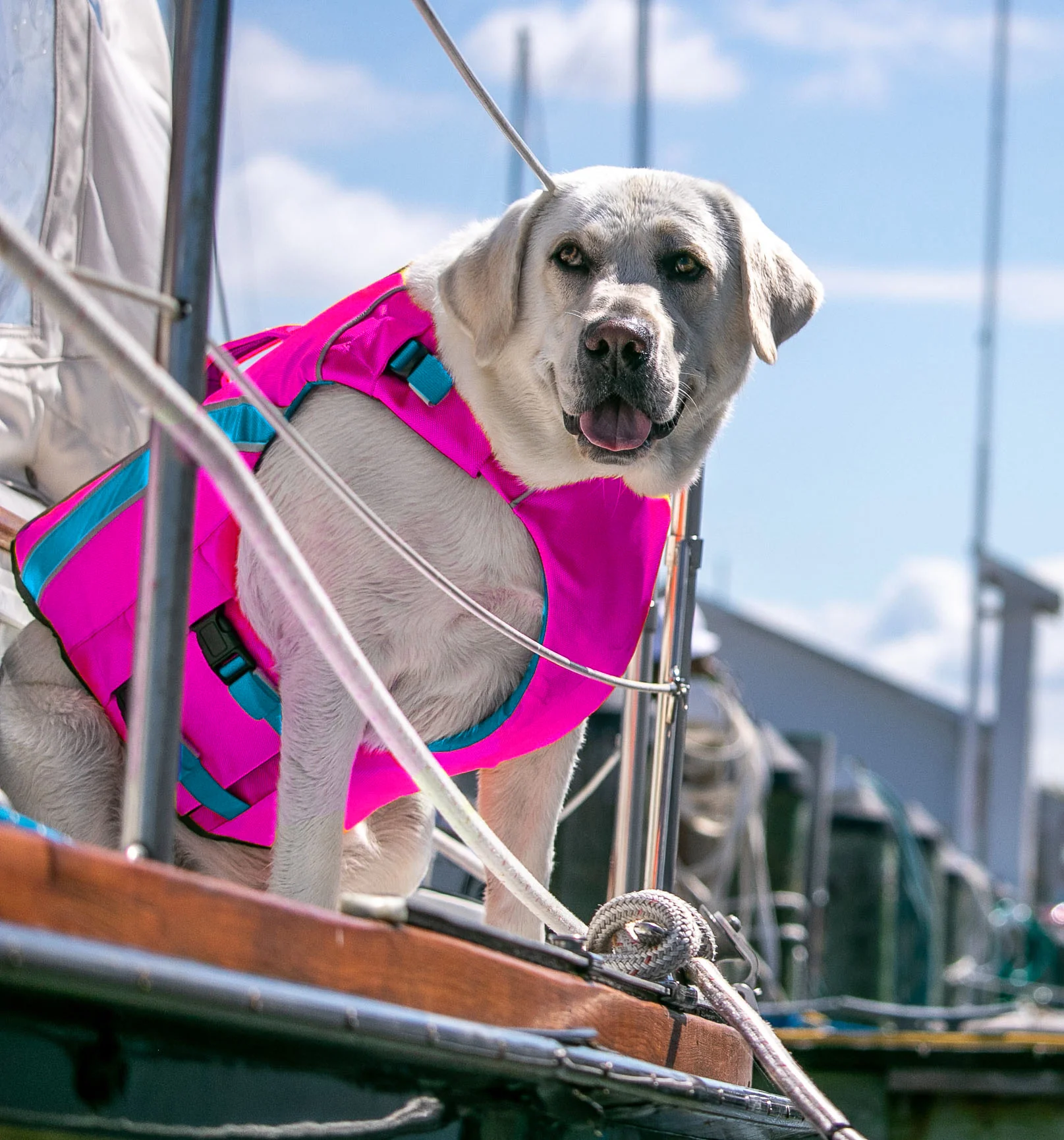 Baydog Life Jacket || X-Large Size