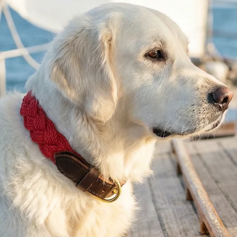 Baydog Collars || Seaside Collars (Large)
