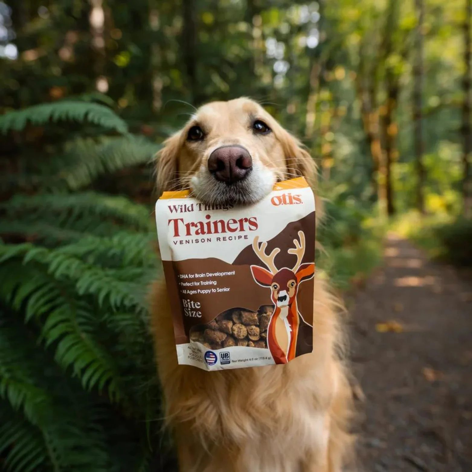 Golden retriever holding a bag of Otis Trainers venison dog treats in its mouth, standing on a forest path with green foliage in the background.
