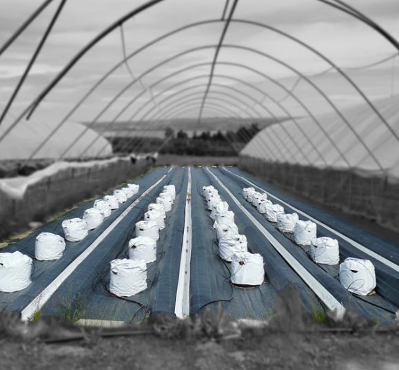 Kan poteter bli neste store hydroponiske avling?