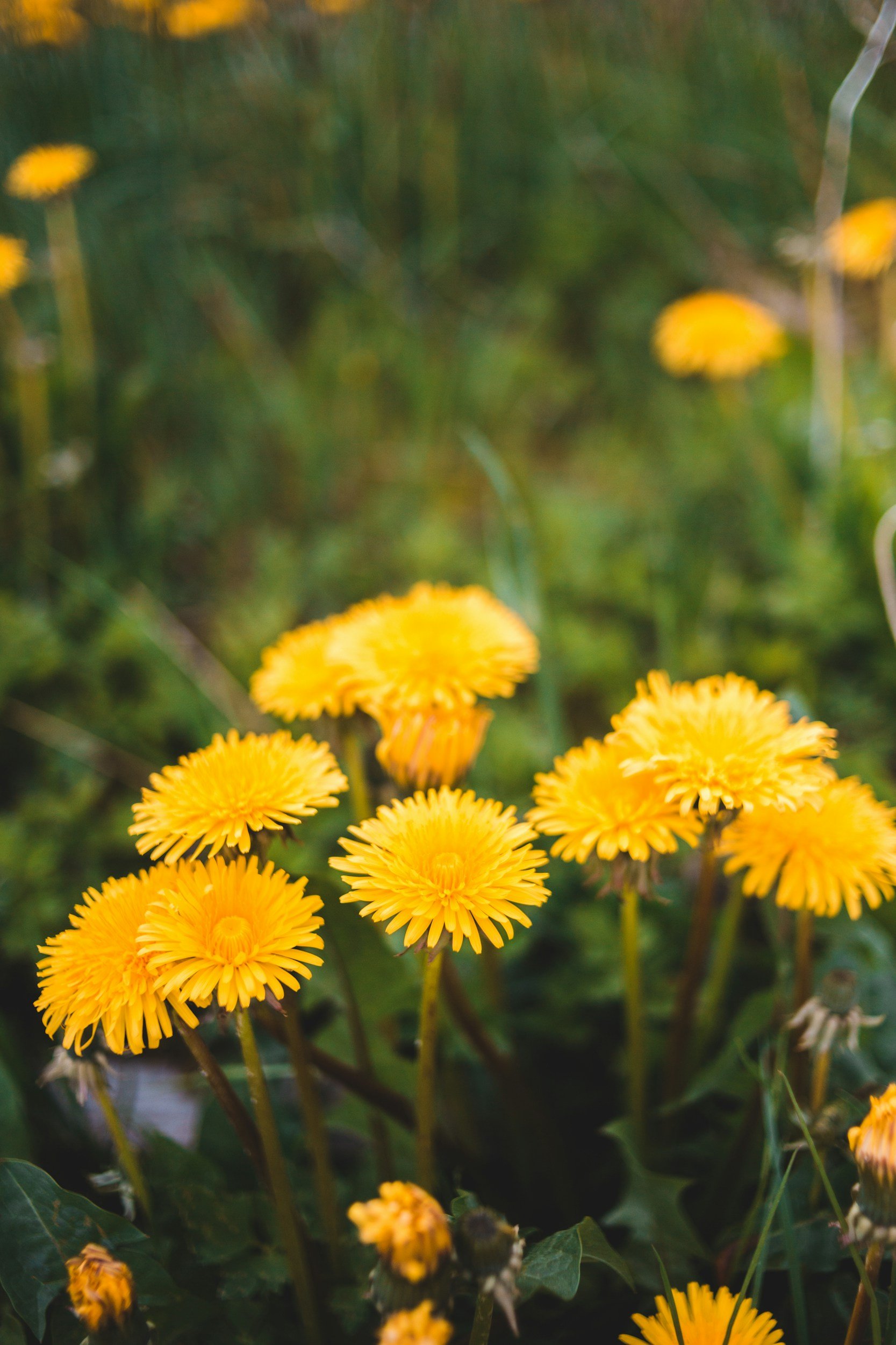 Why I Love the Dandelions