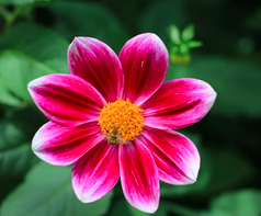 Screen Shot 2026-01-22 at 2.26.39 PM.png (Copy)