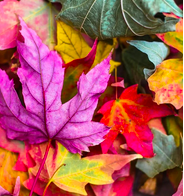 🍂 Rooted Wisdom 8 Week Fall Nature Journey 🍂