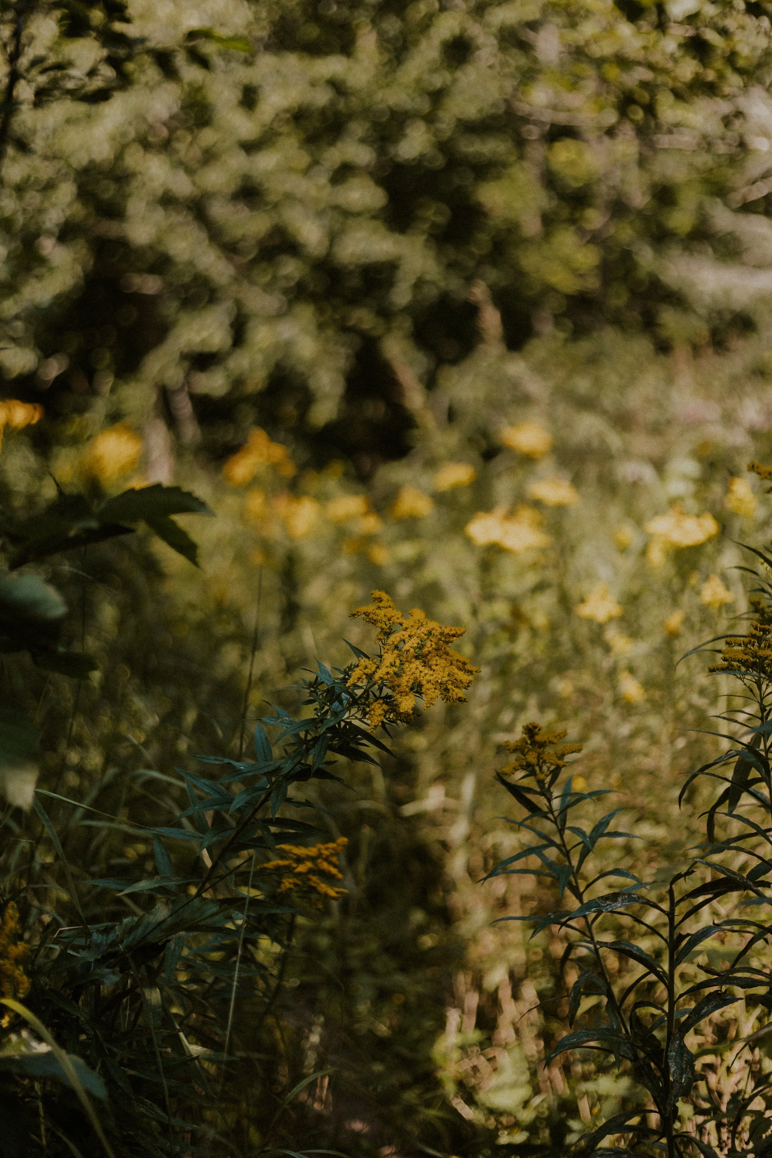 golden rod flowers in Marquette Michigan