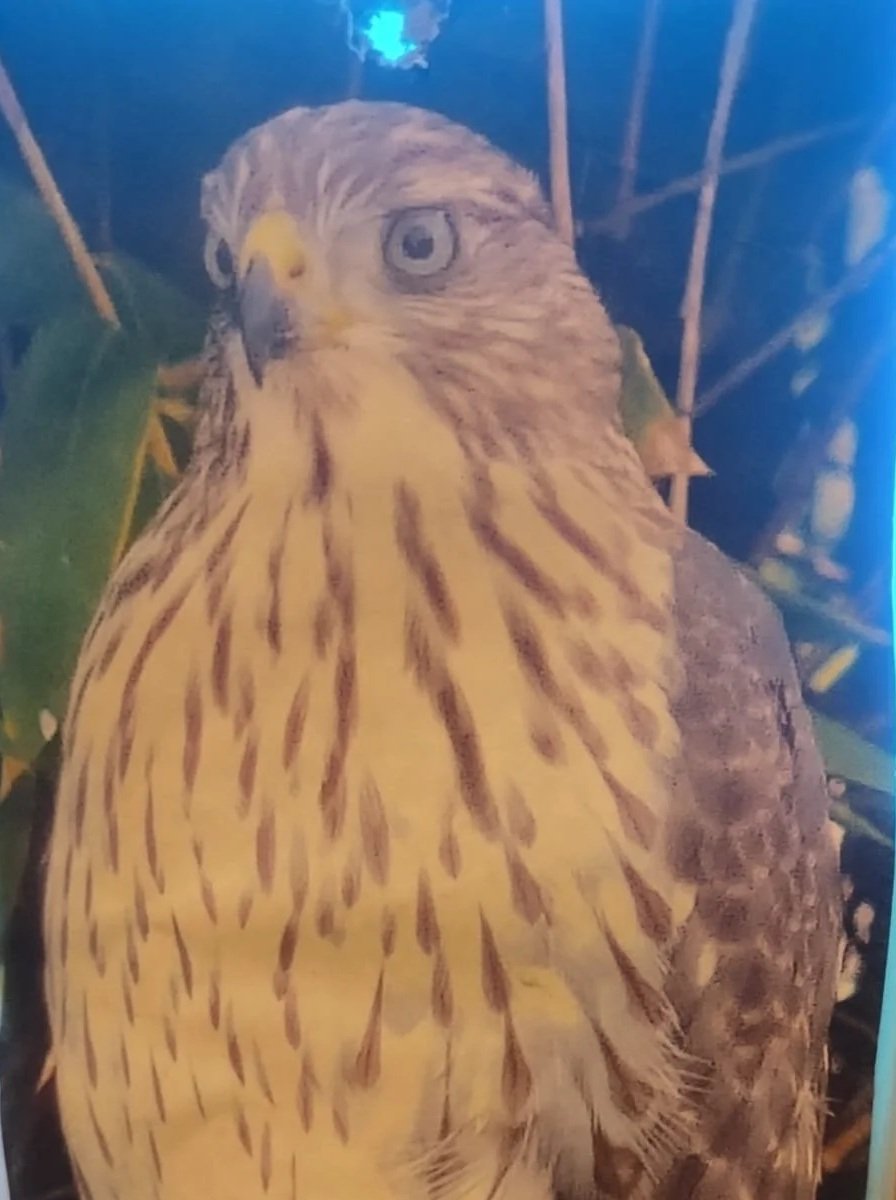 A picture of a falcon perched in the backyard taken by Eva Luna Ortiz's aunt Melinda Salwet following the immediate death of Laura Salwet in september 2011.