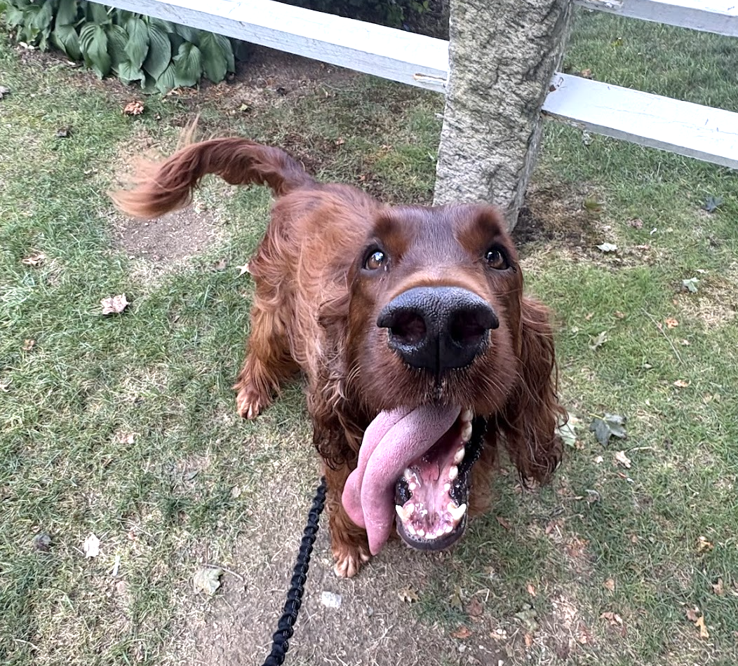 A happy brown dog with long ears, sticking out its tongue, outdoors on grass near a tree with a white fence in the background.