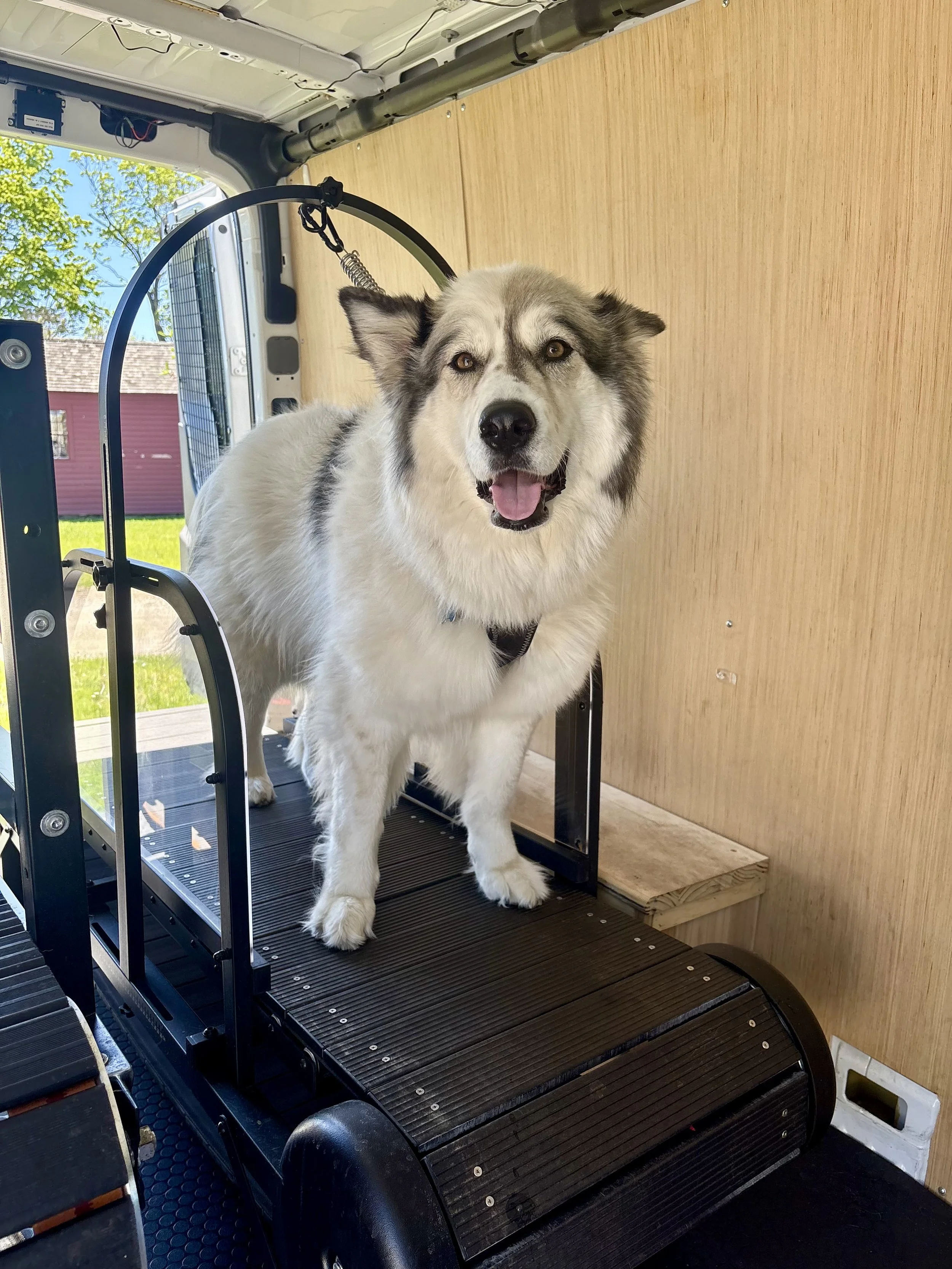 What Is a Mobile Dog Gym? A Guide to Dog Fitness in Central Massachusetts