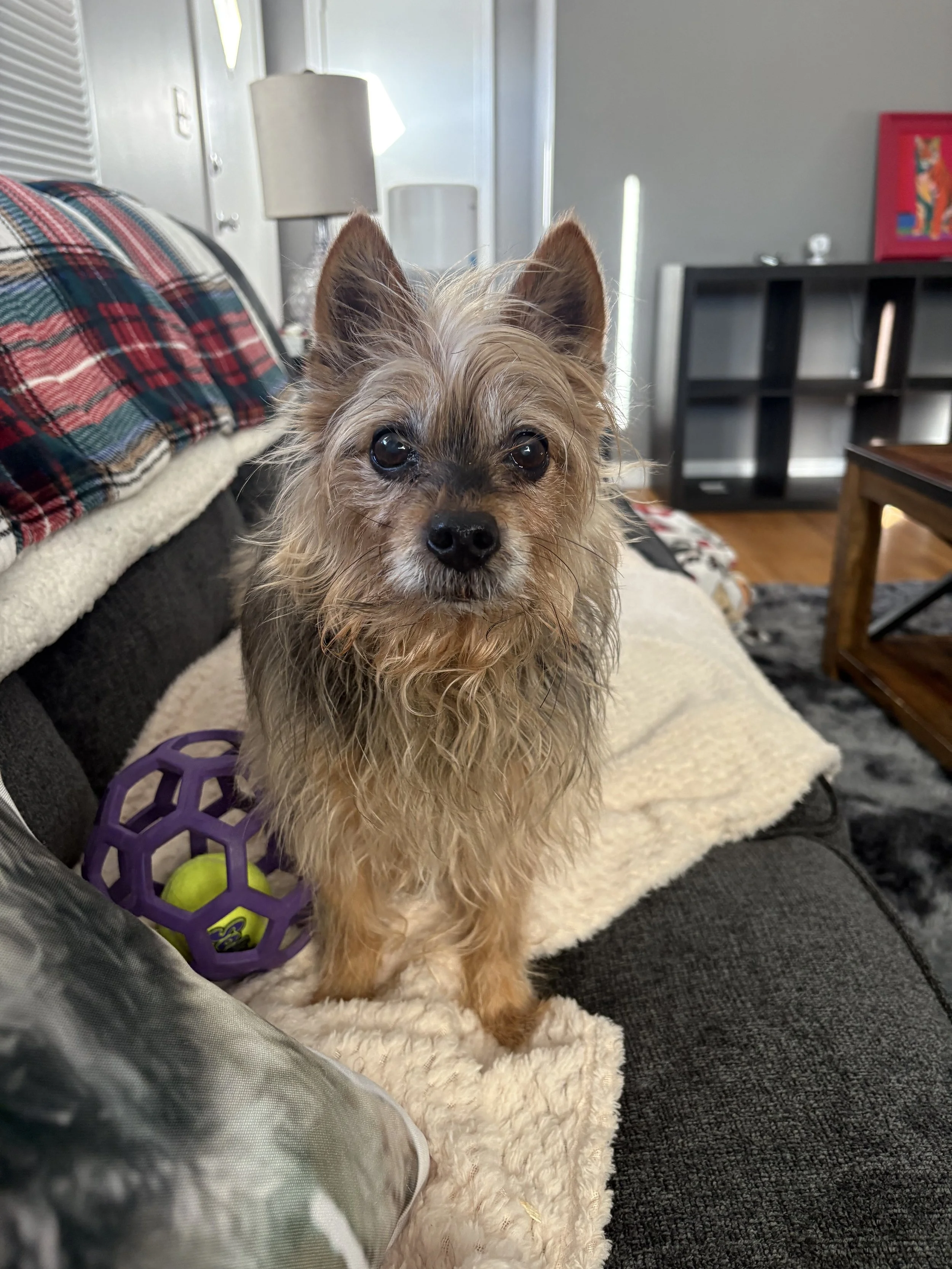 A small, wet, scruffy dog with brown fur and large dark eyes sitting on a cozy blanket in a living room, next to a purple toy ball with a yellow tennis ball inside.