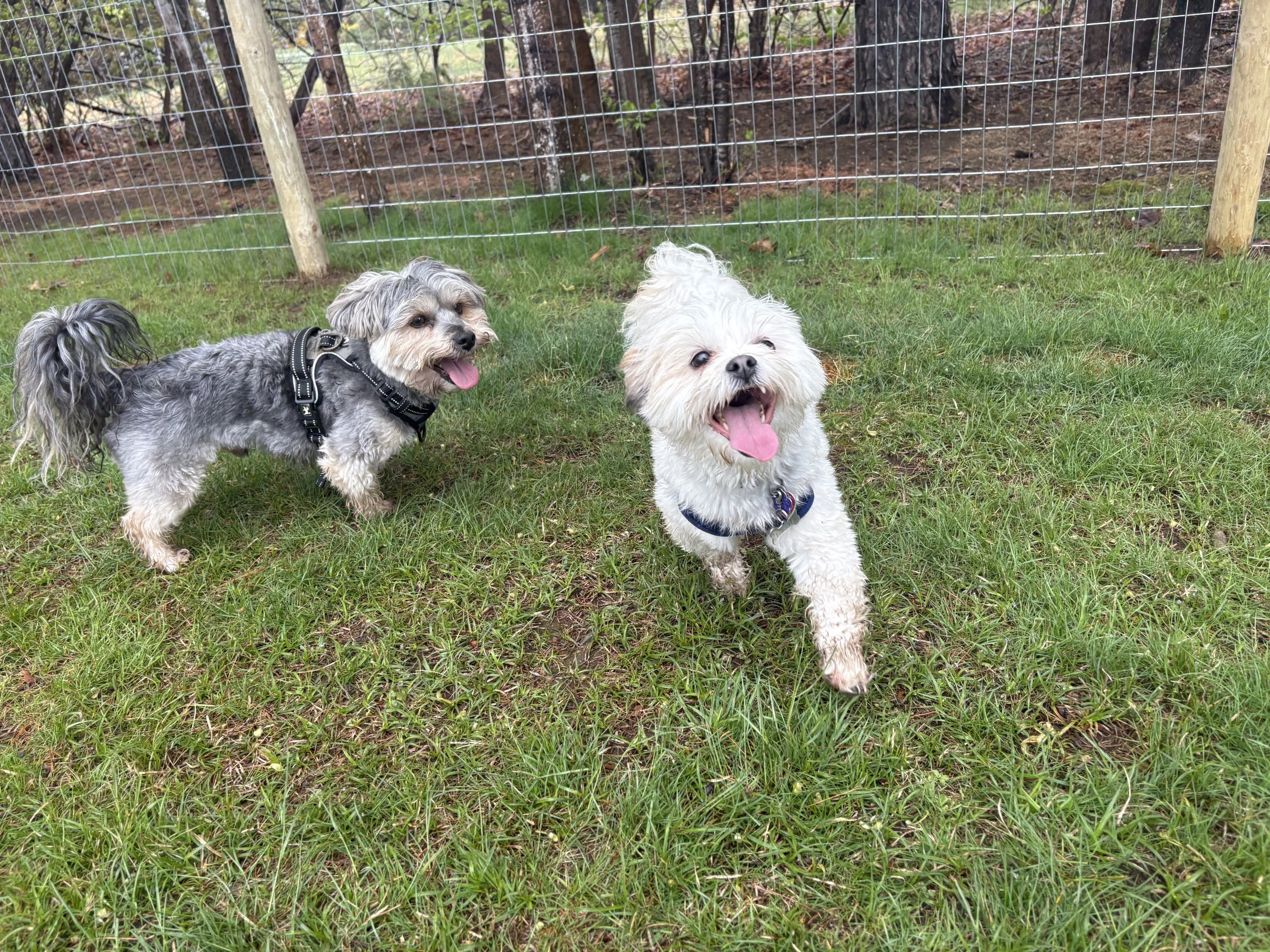 Two small dogs with fluffy fur, one white and one grey with tan, are standing on grass in front of a wire fence in a wooded area, looking happy with tongues out.