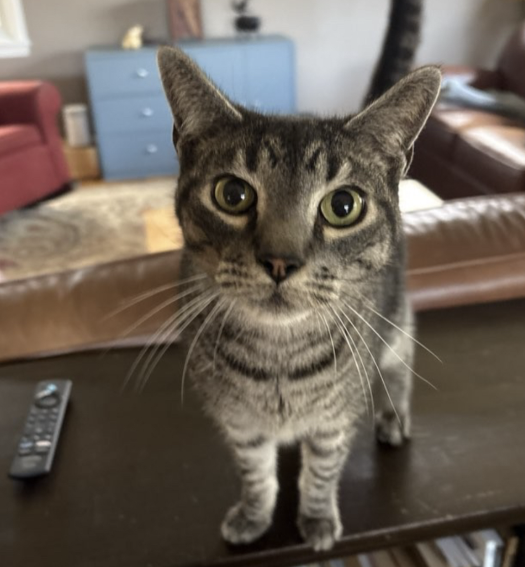 Close-up of a tabby cat with large green eyes looking into the camera, standing on a dark wooden table.