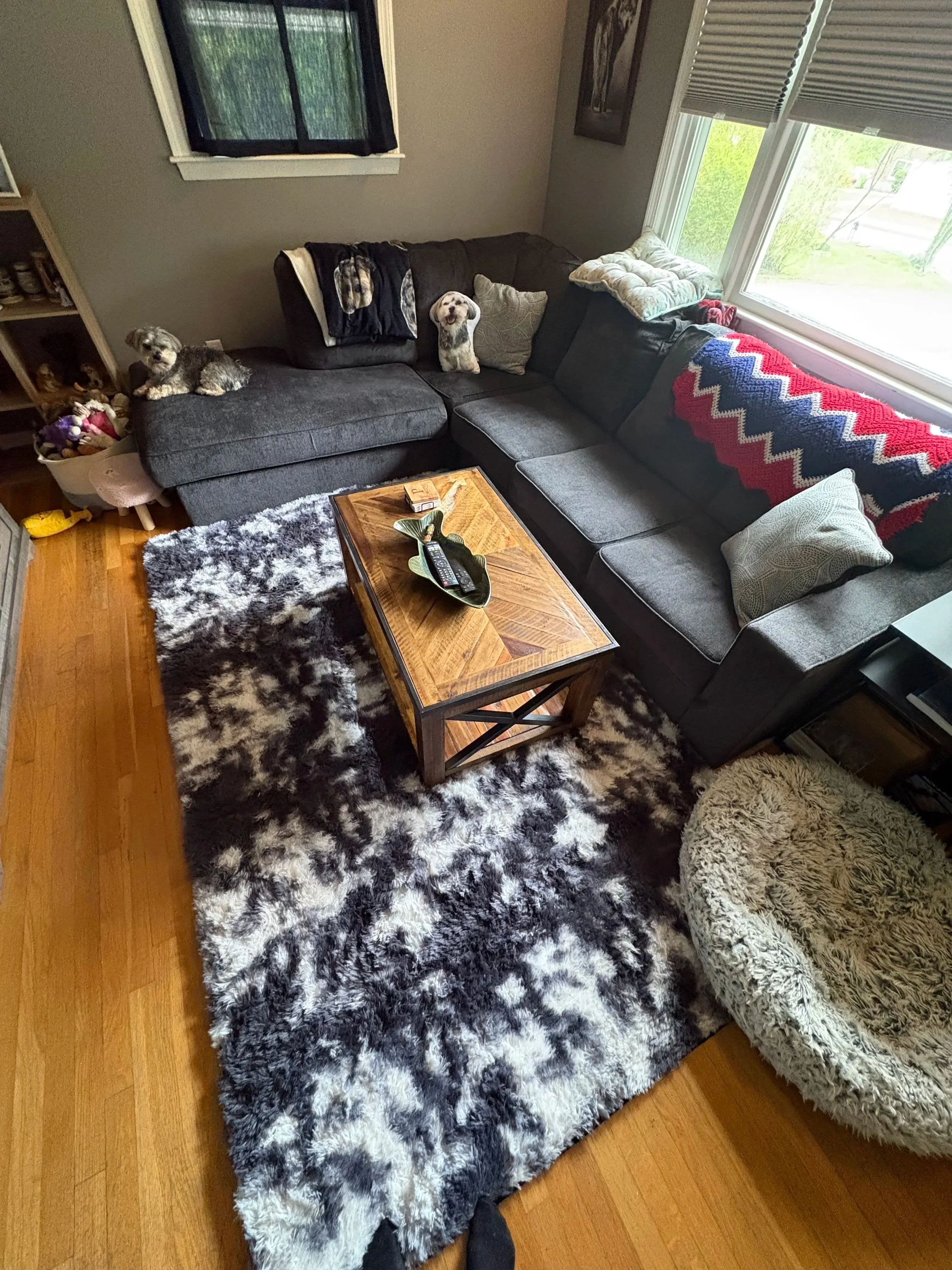 Living room with a gray sectional sofa, several dogs on and near the sofa, a black and white faux fur rug, a wooden coffee table with remote controls, pillows, and blankets, and large windows with blinds.