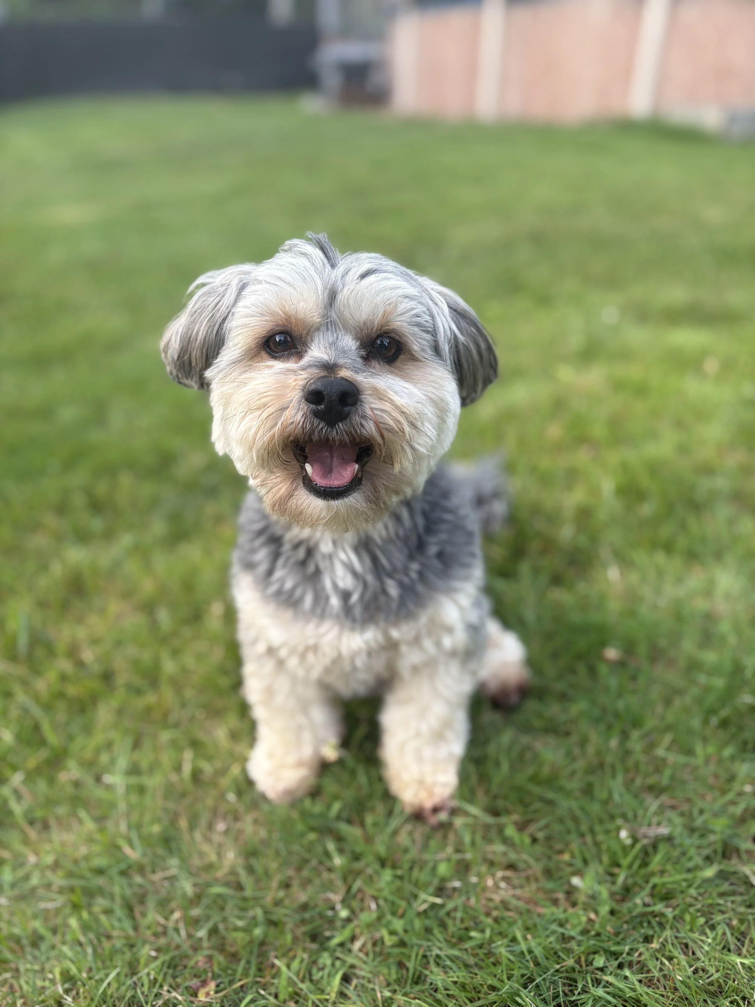 A happy small dog with grey and tan fur standing on green grass, looking at the camera with its tongue slightly out.