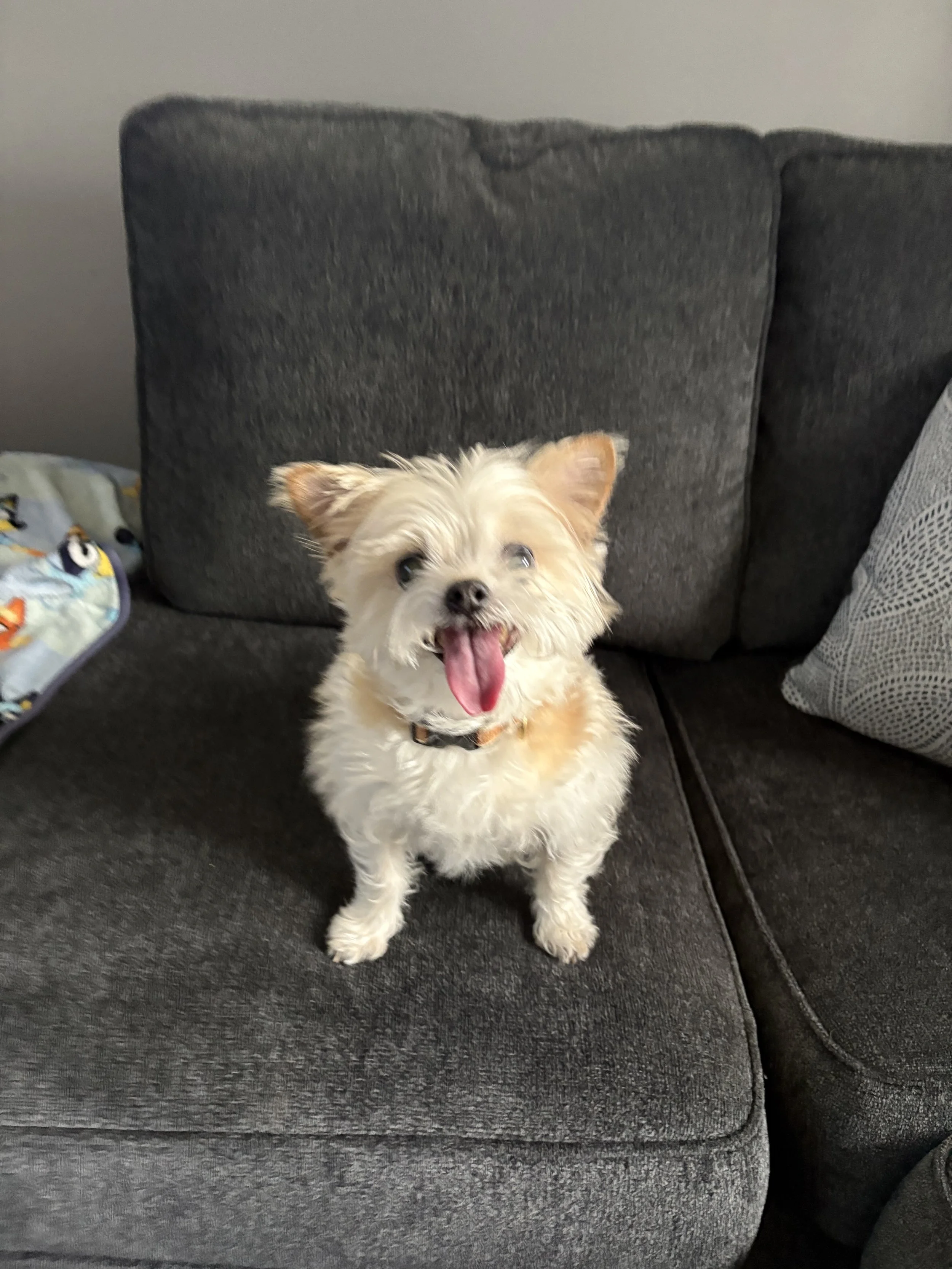 Small beige dog with its tongue out, sitting on a gray couch with a pillow to the right and a blanket with cartoon characters to the left.