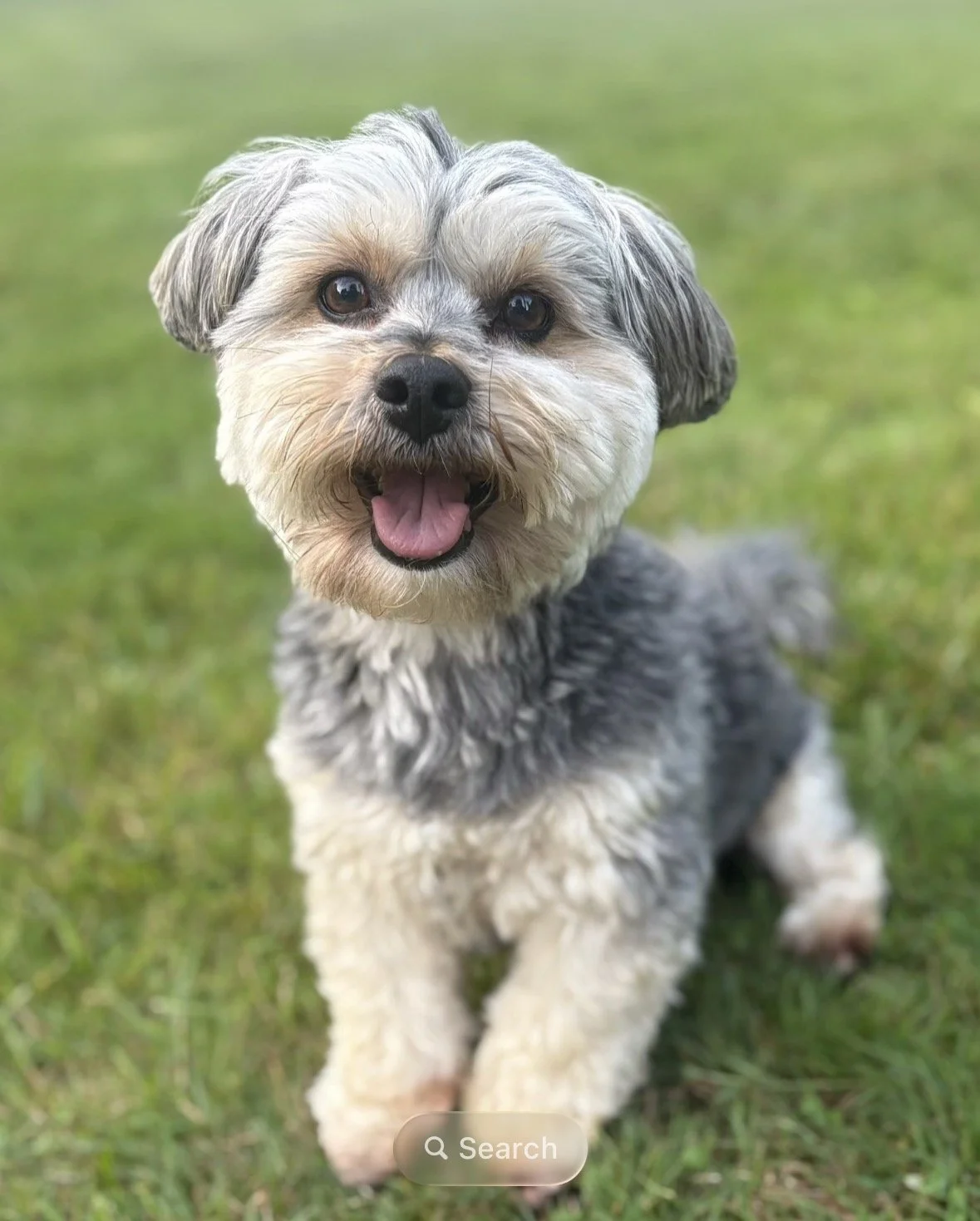 A small, fluffy gray and white dog sitting on green grass with a happy expression, mouth open and tongue out.