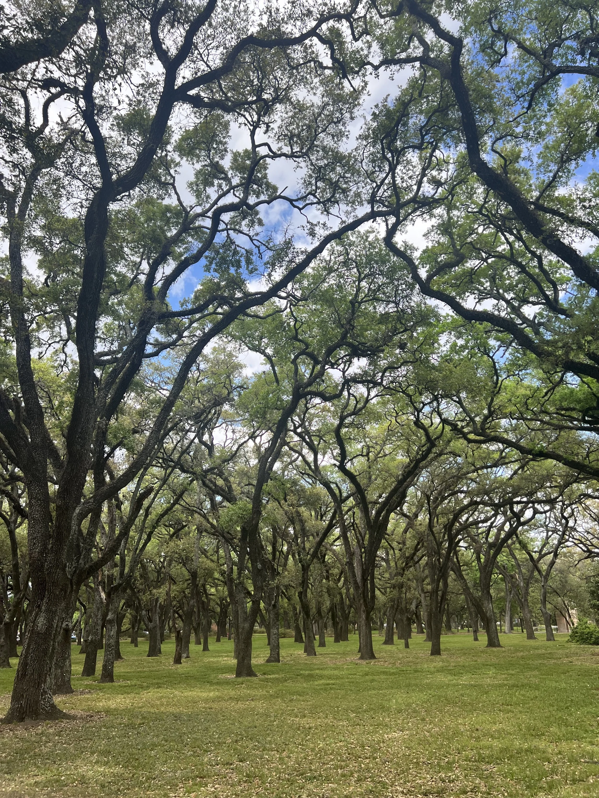 Somos Psychiatry child and adolescent psychiatry Houston TX
