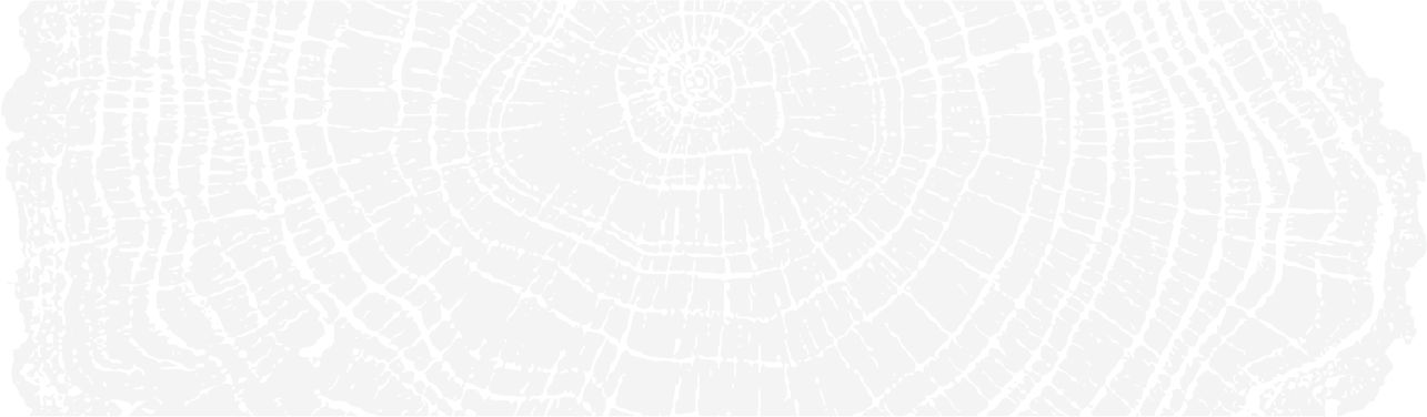 Close-up of a tree cross-section showing the growth rings