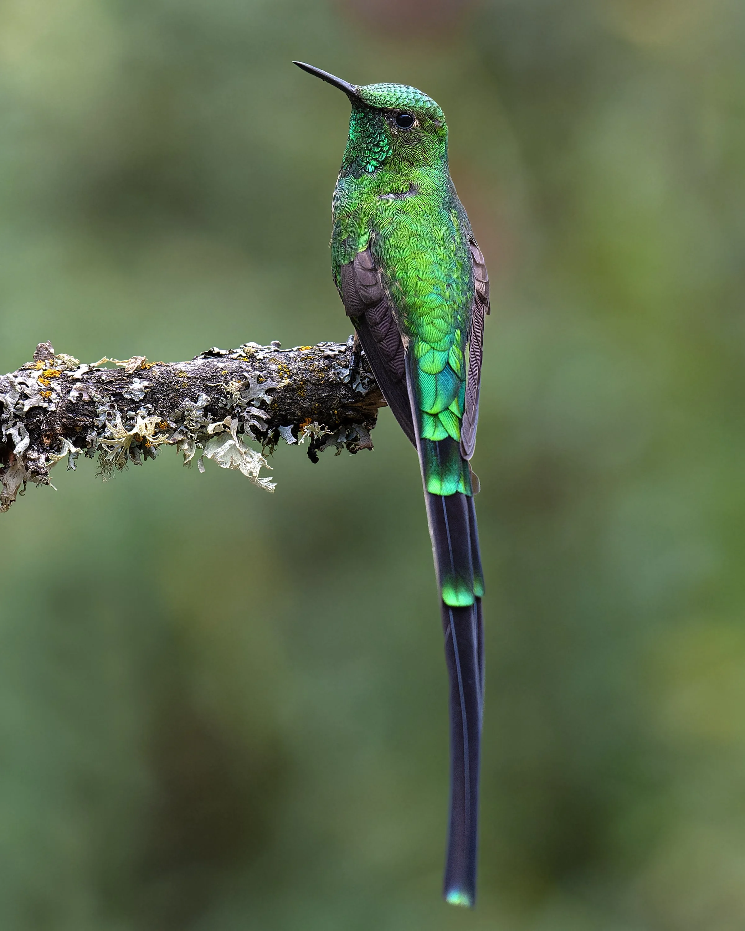 Green-tailed Trainbearer