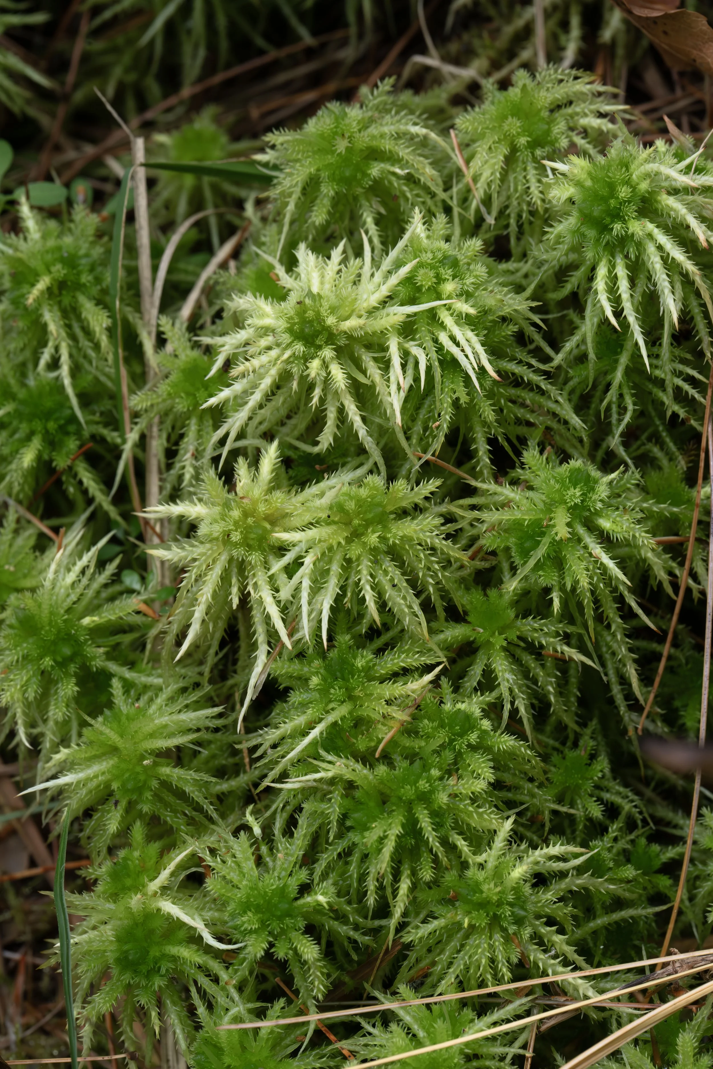 Sphagnum moss