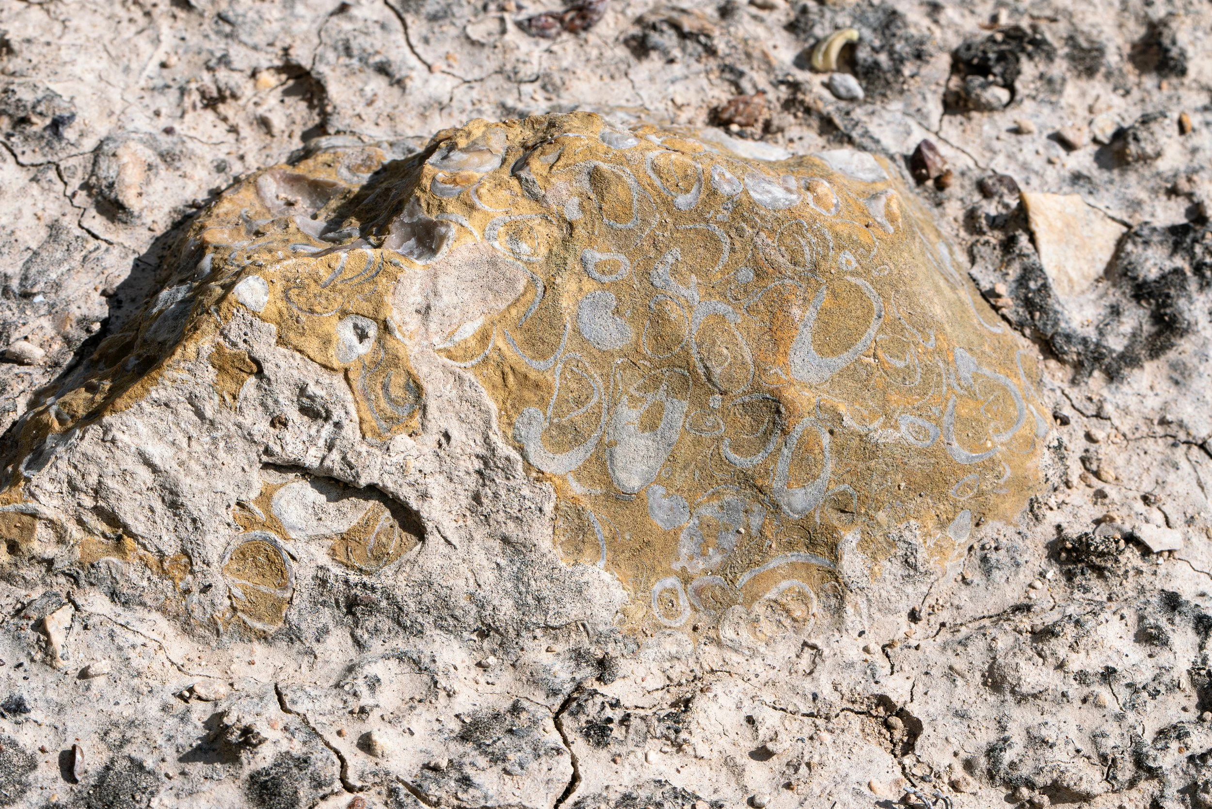 fossilized amistad_edit sized.jpg
