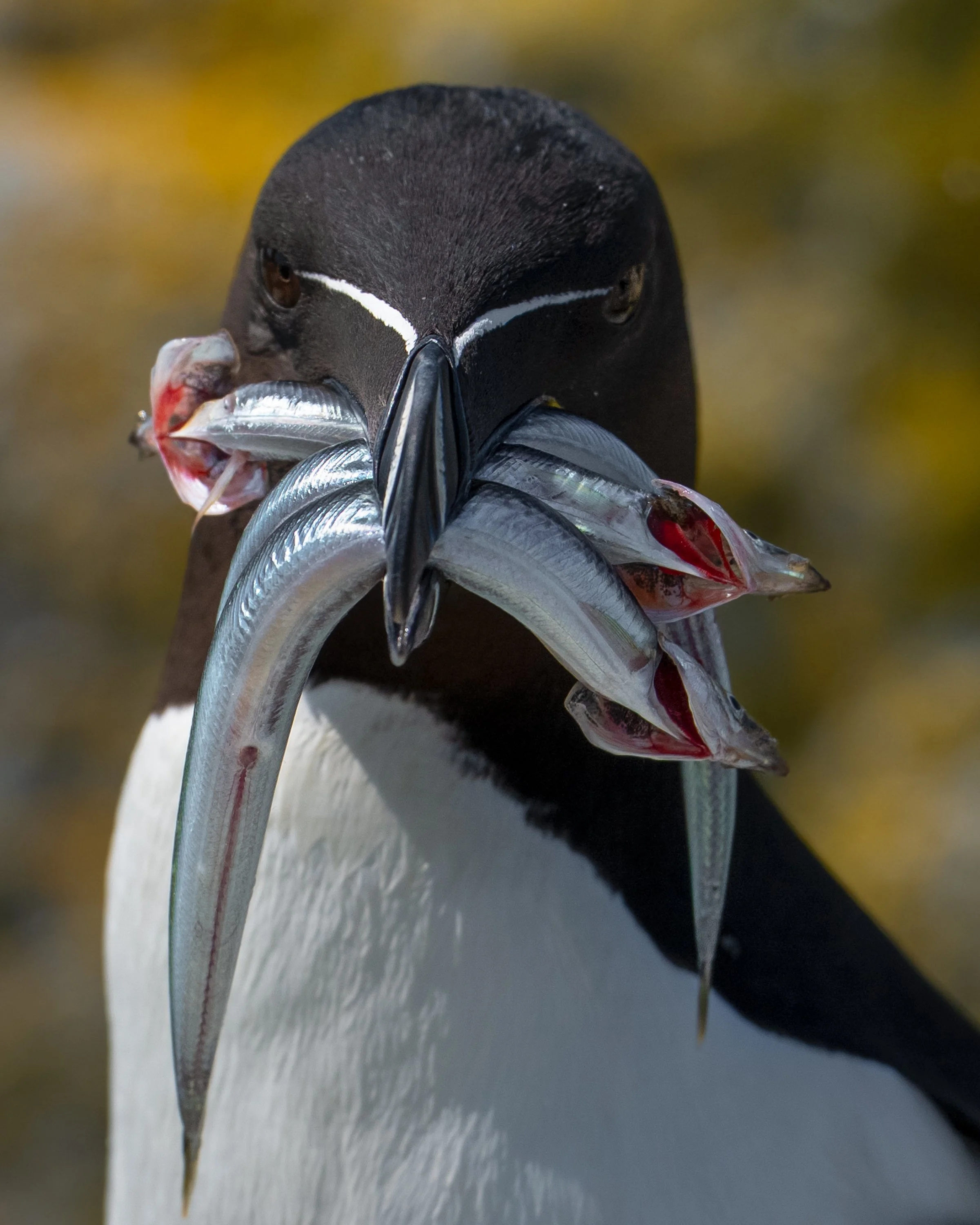 Razorbill, ME