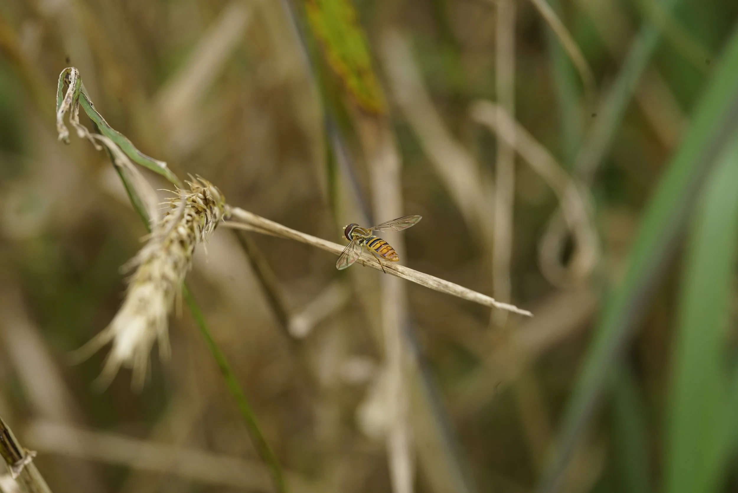 Calligrapher fly