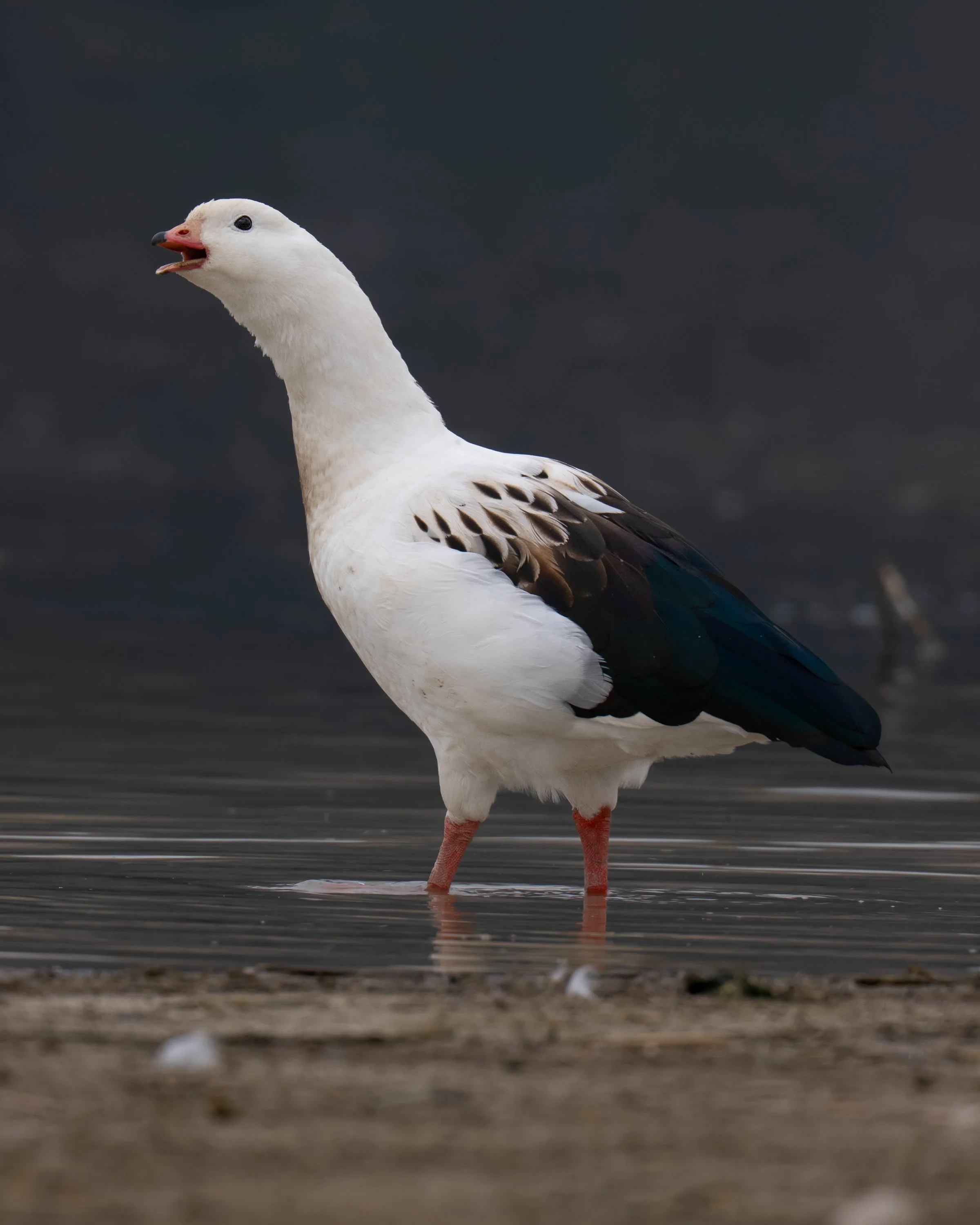Andean Goose
