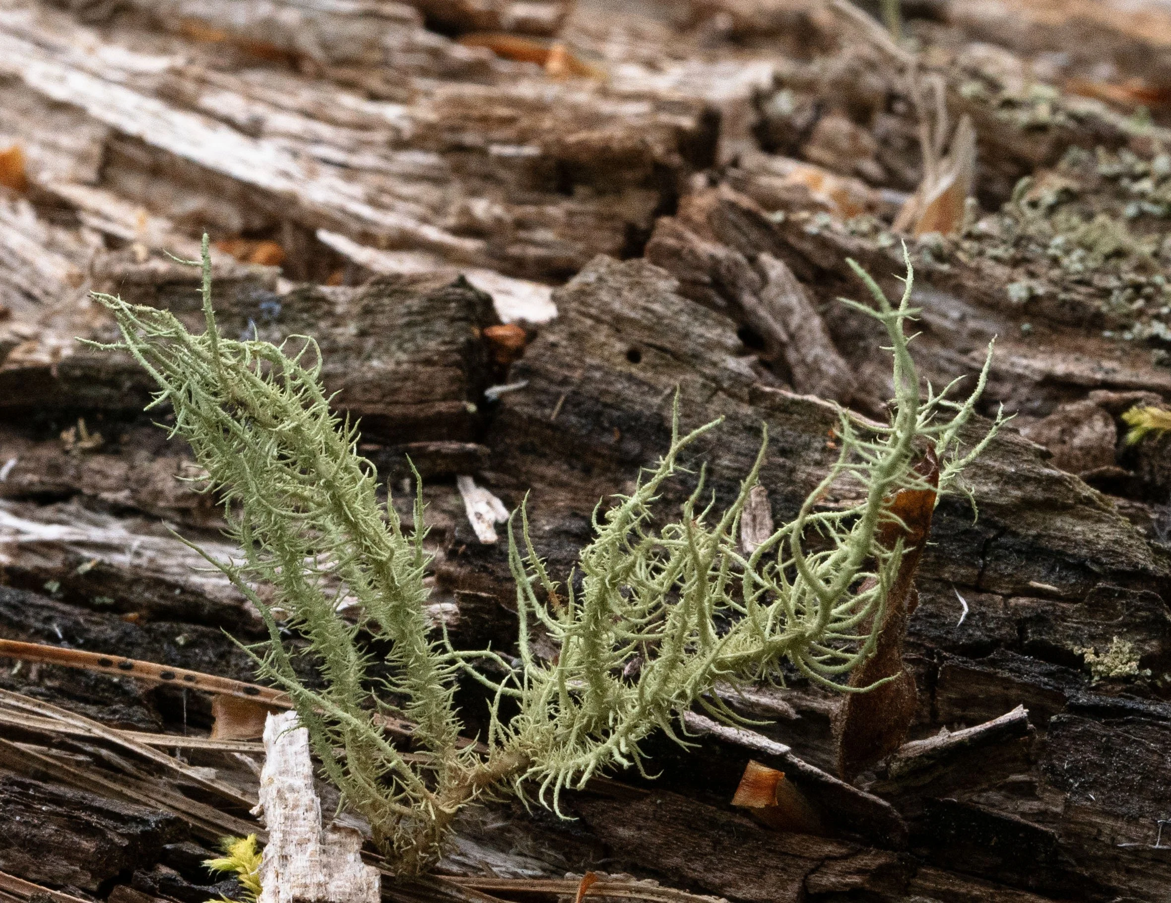 Beard lichen
