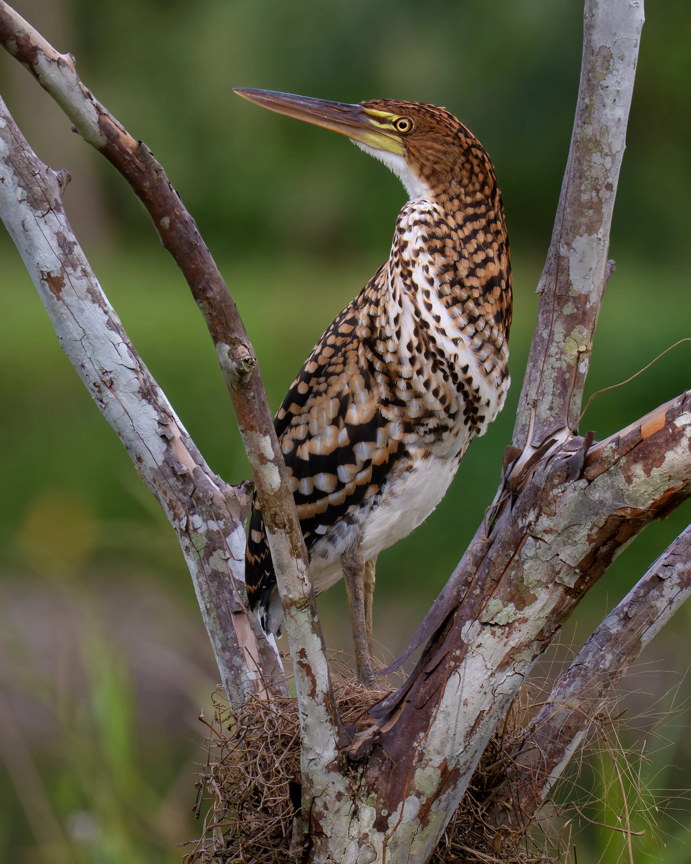 Rufescent Tiger-Heron