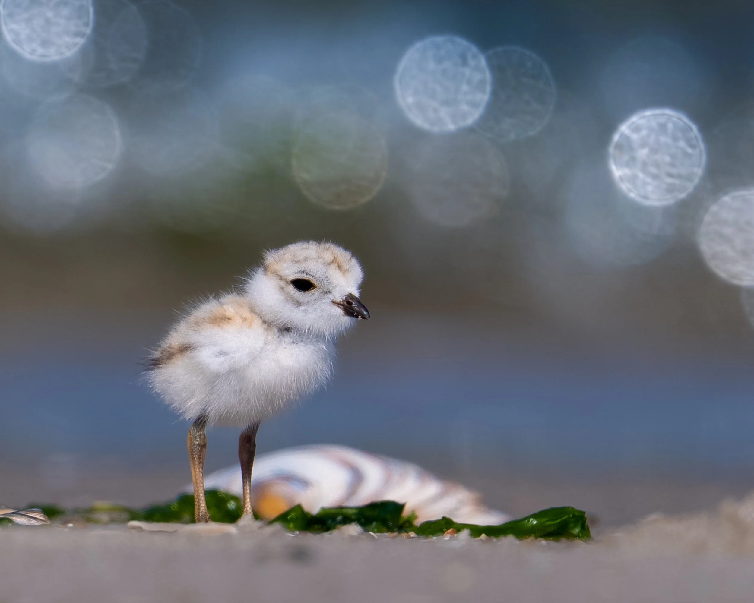 Piping Plover, Queens