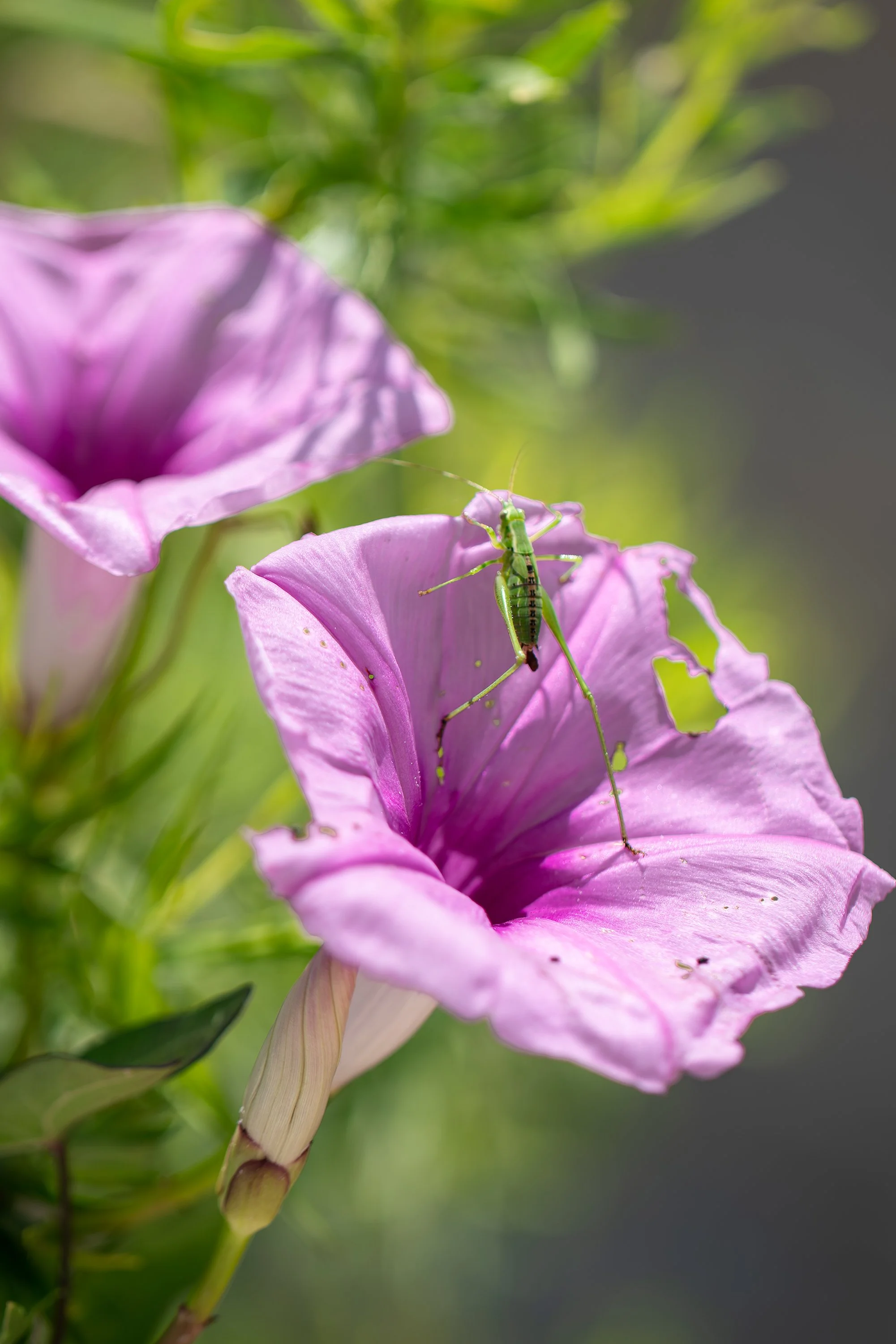 ipomea leaf hopper edit_sized.jpg
