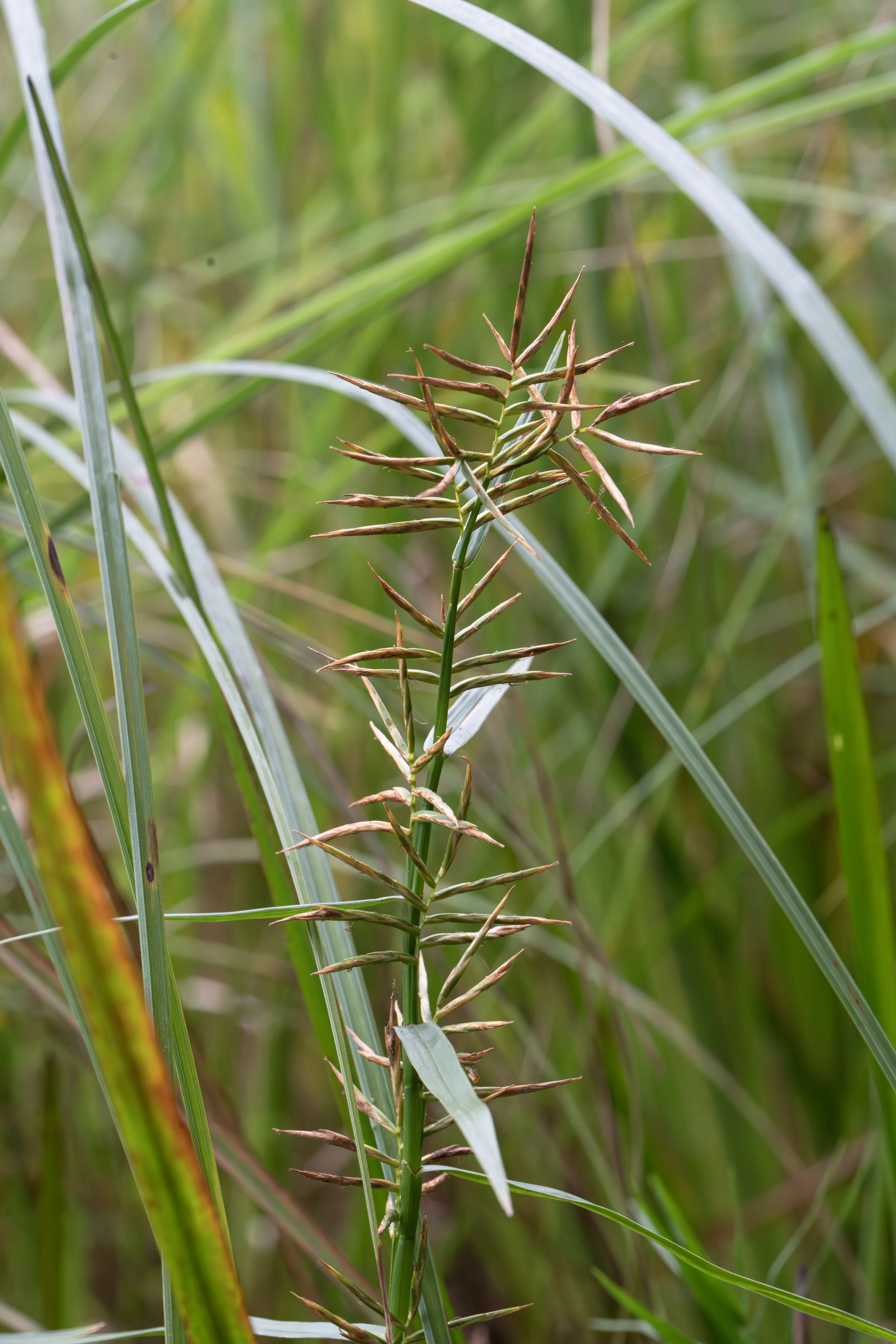 Three-way sedge