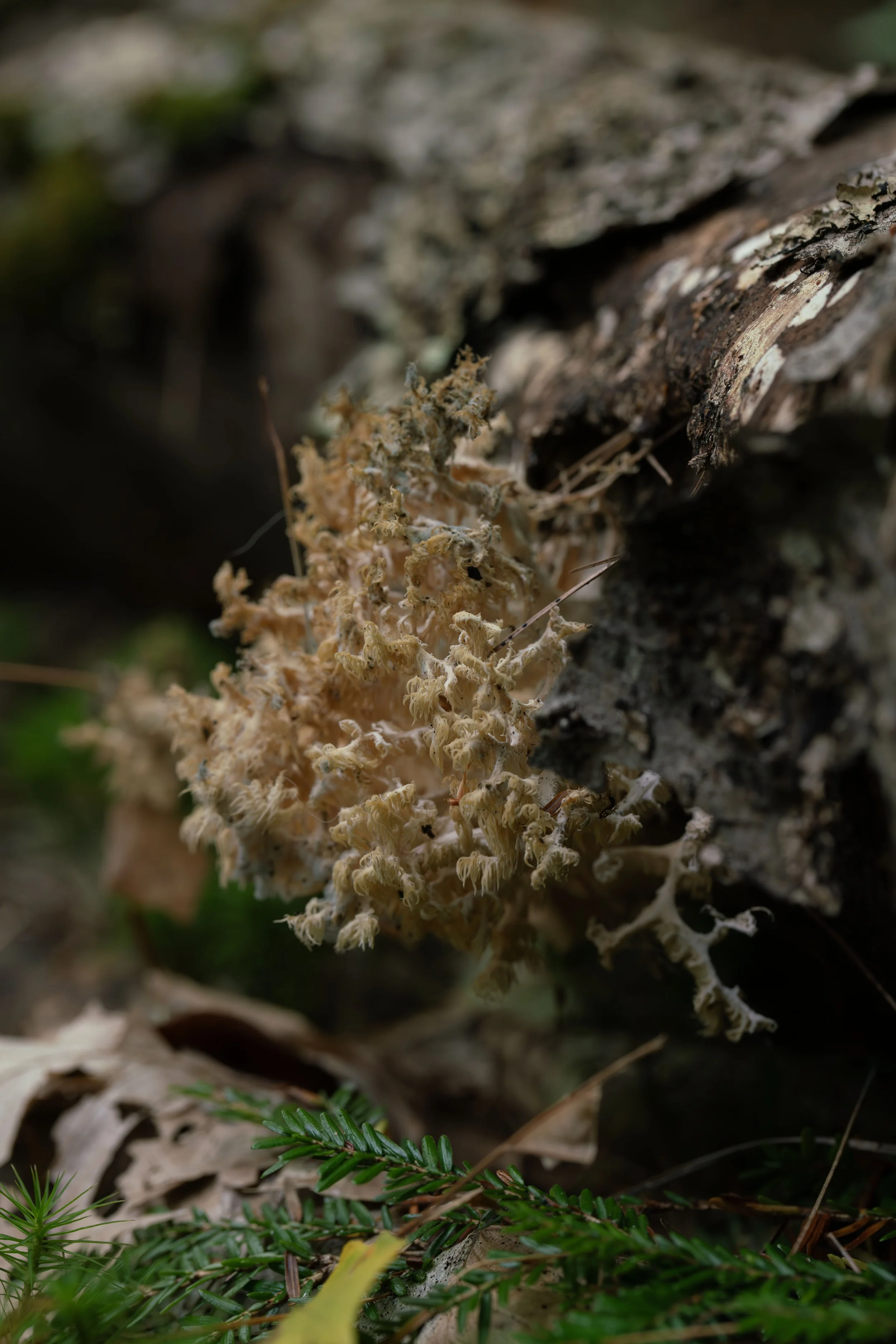 Coral fungus