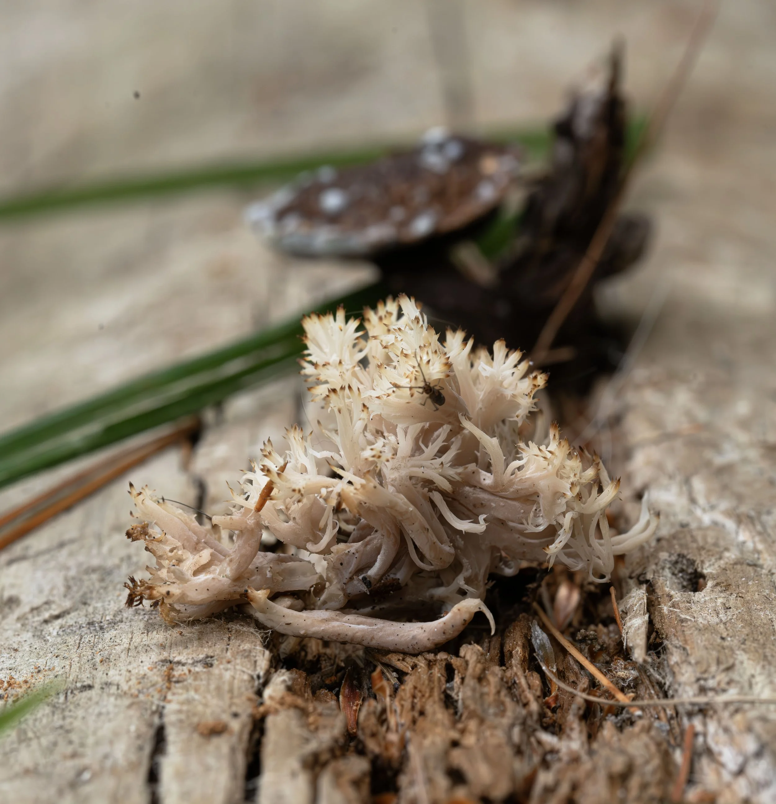 Coral tooth fungus