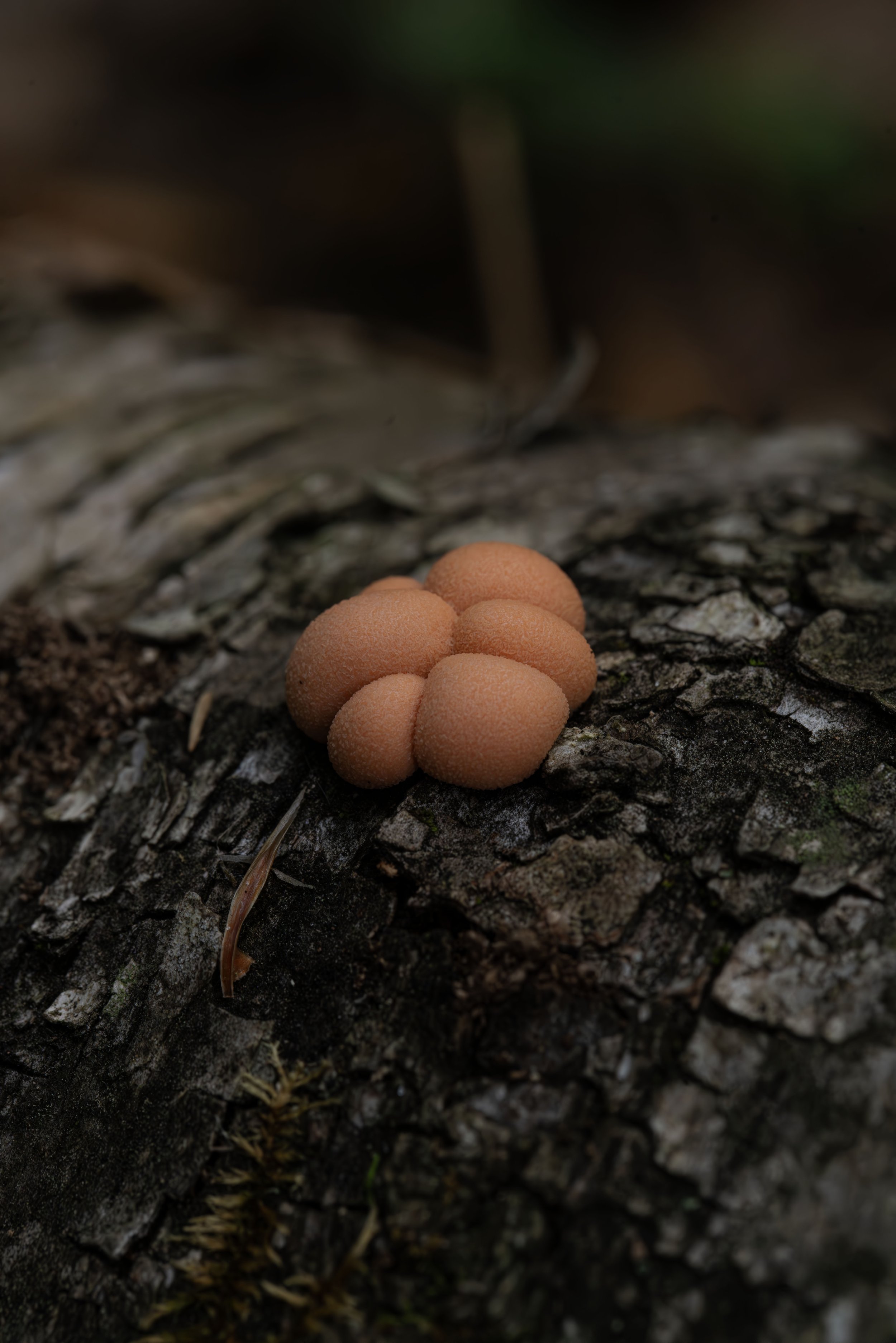 Wolf's milk fungi
