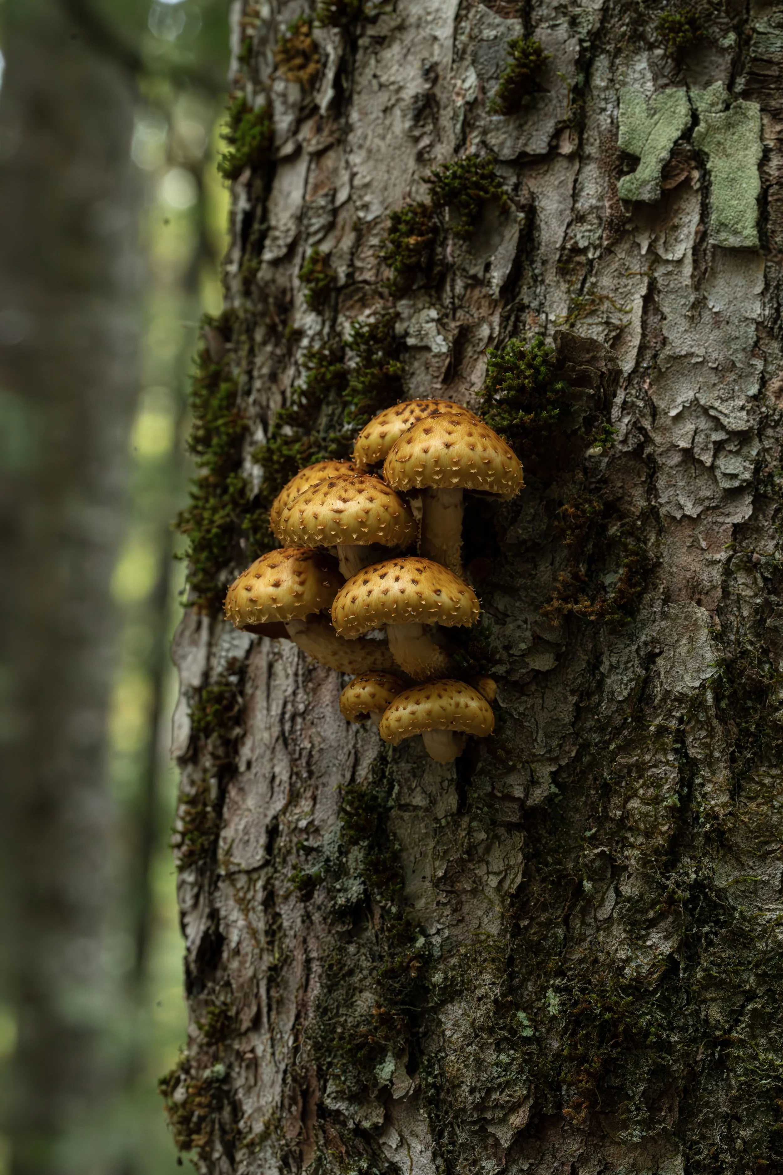 Scalycaps