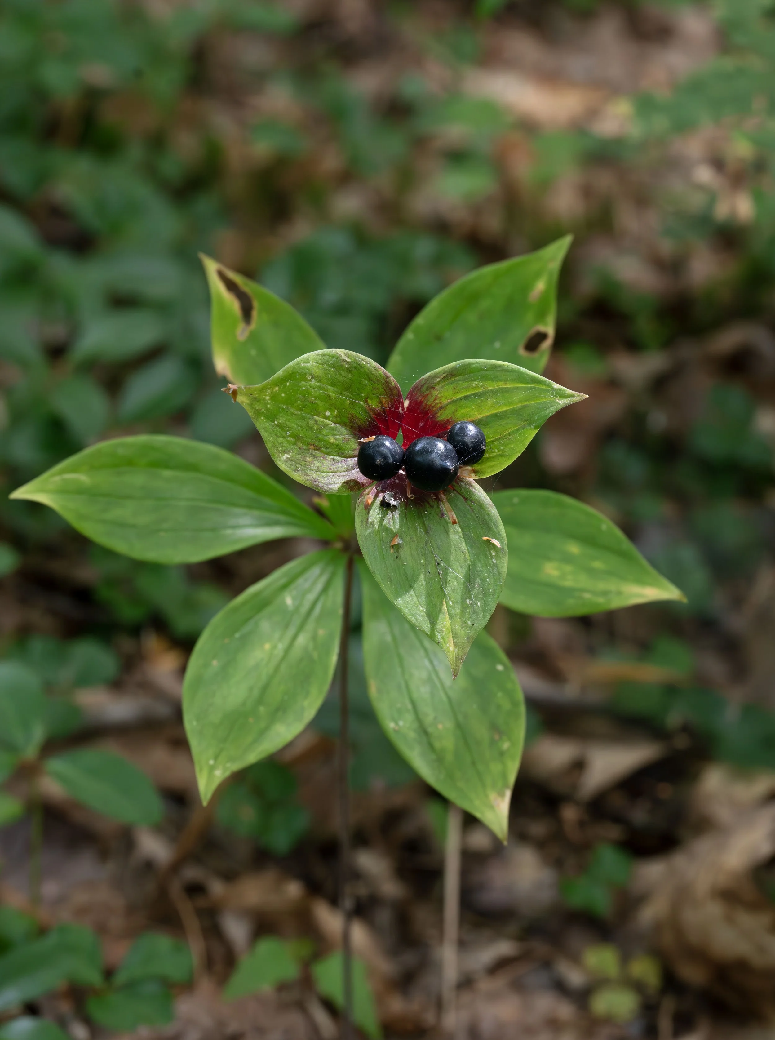 Cucumber root
