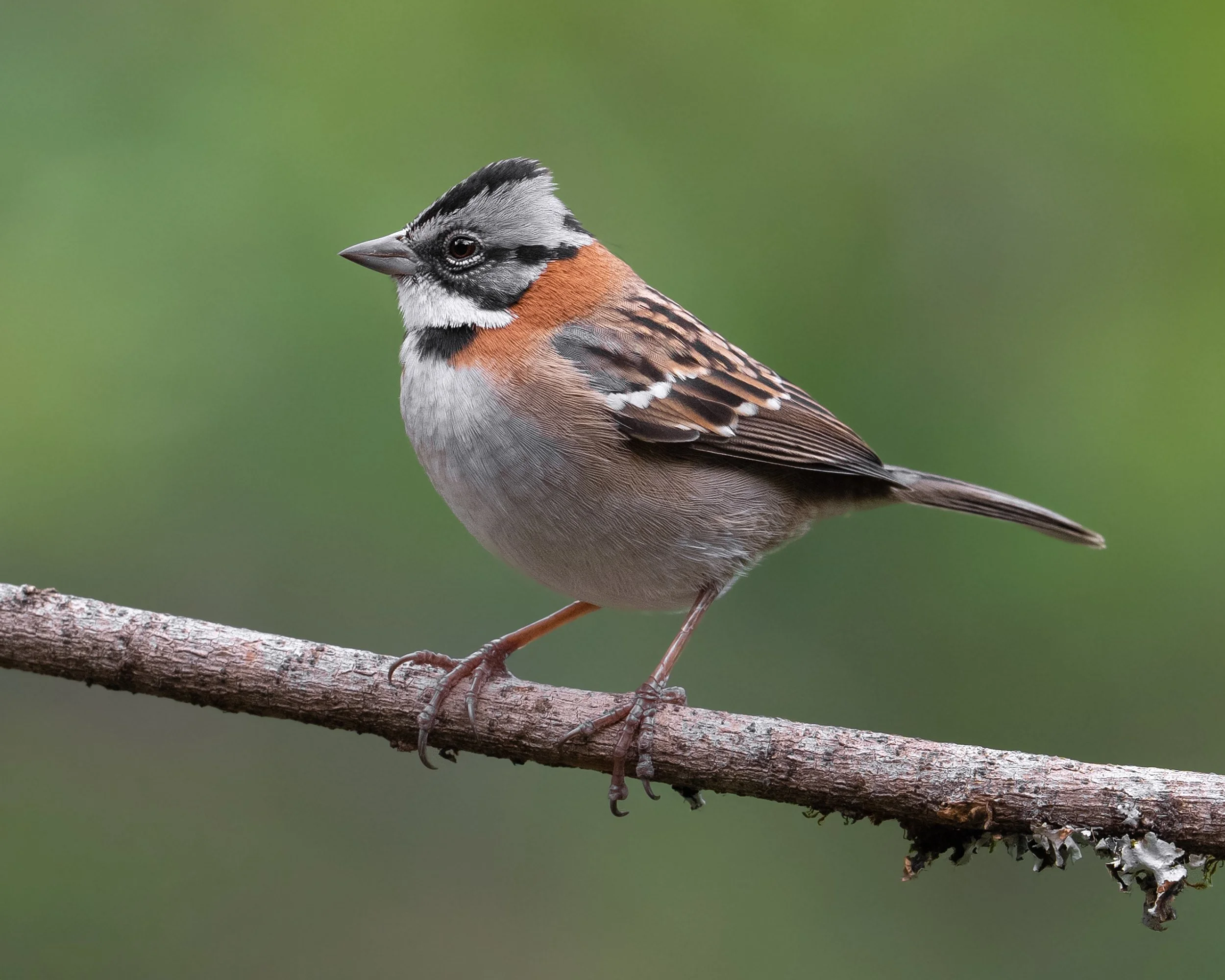 Rufous-collared Sparrow