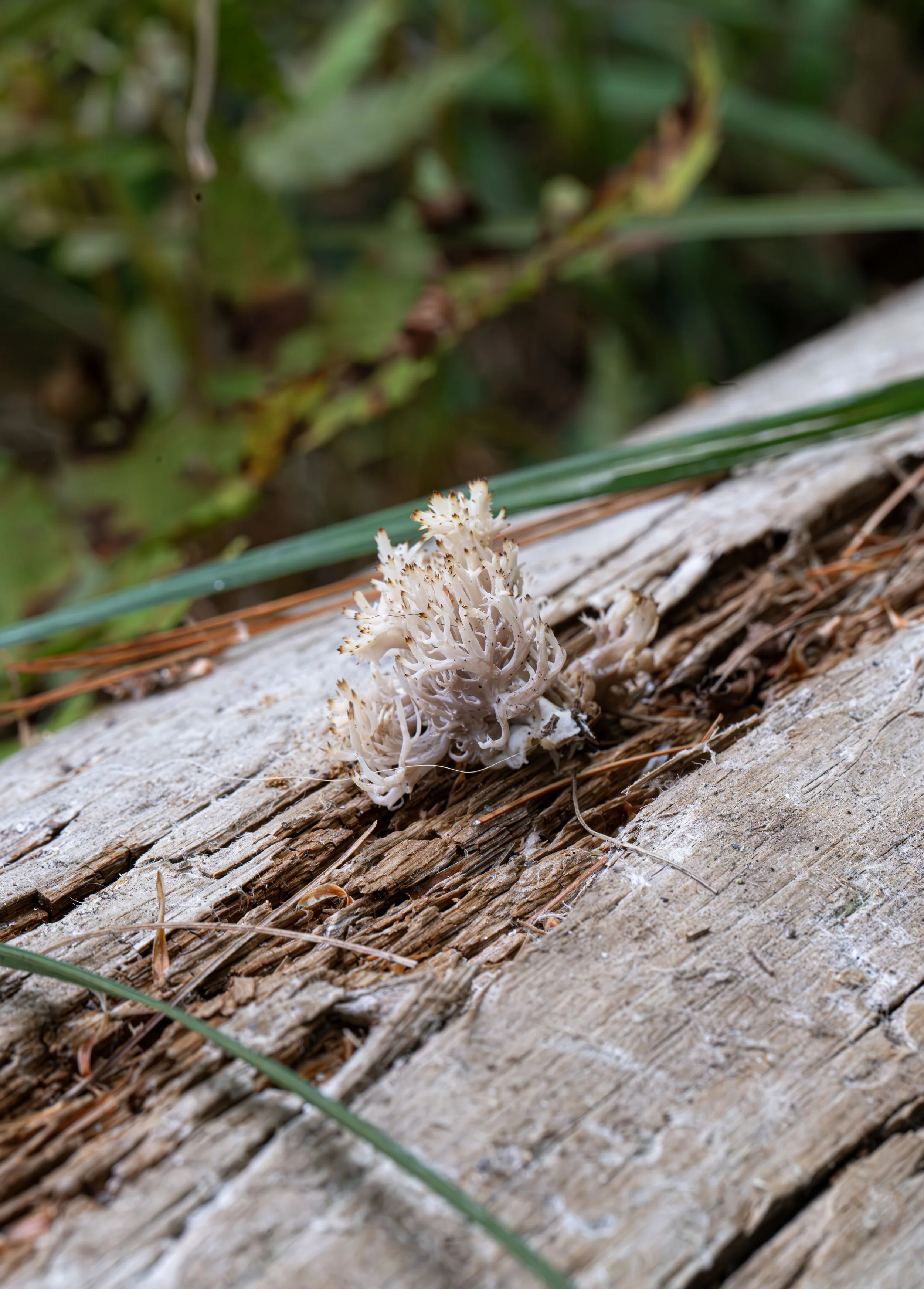 Coral tooth fungus