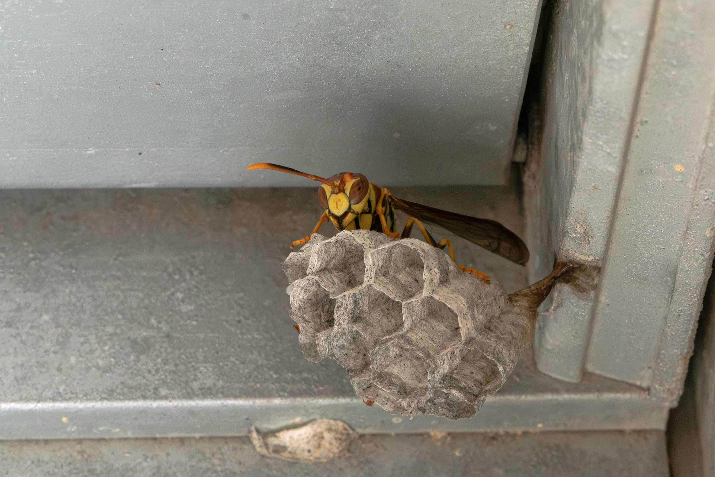paper wasp_edit sized.jpg